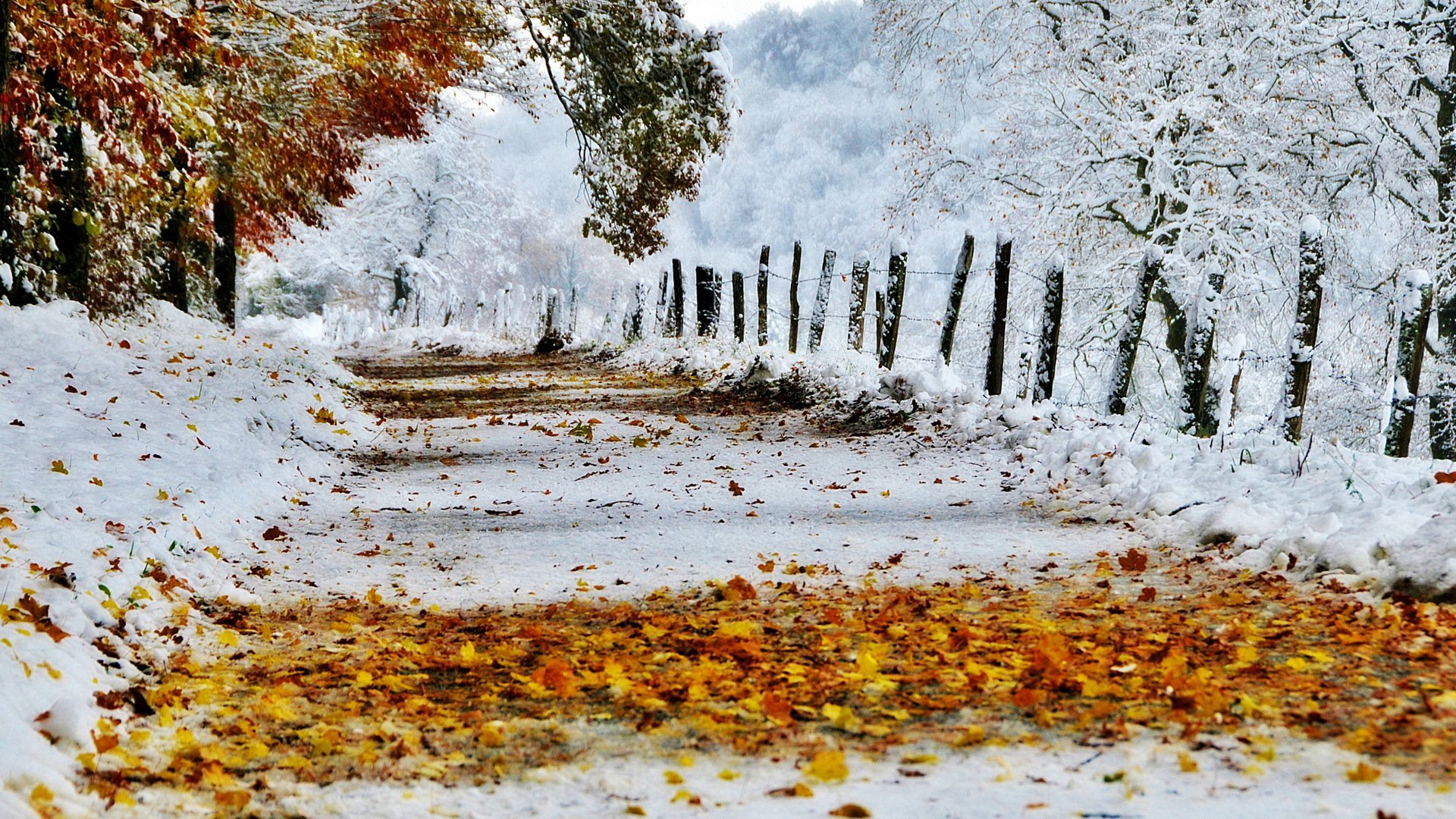 дорога осень листья снег