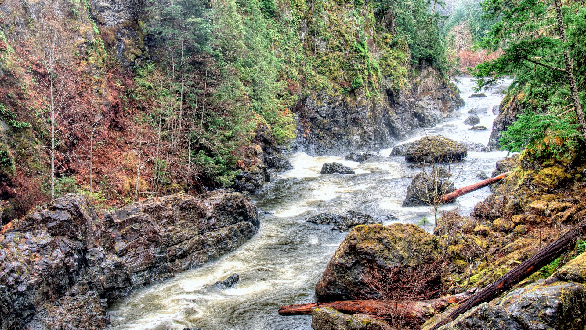 tree log river rapids rock stone