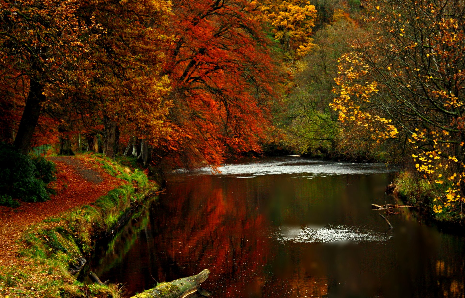 nature road tree autumn leaves water river