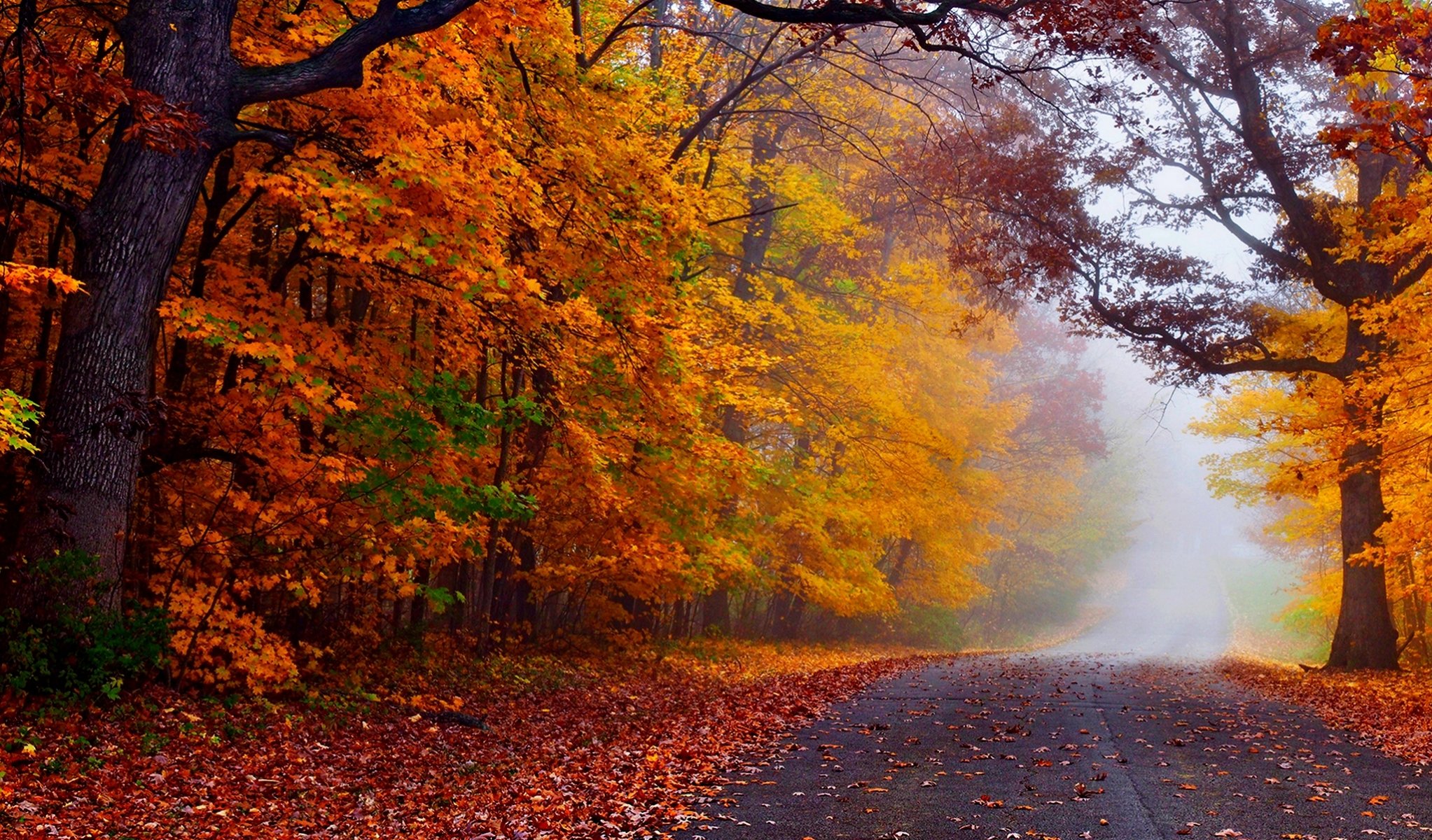 nature forest park trees leaves colorful road autumn fall colors walk