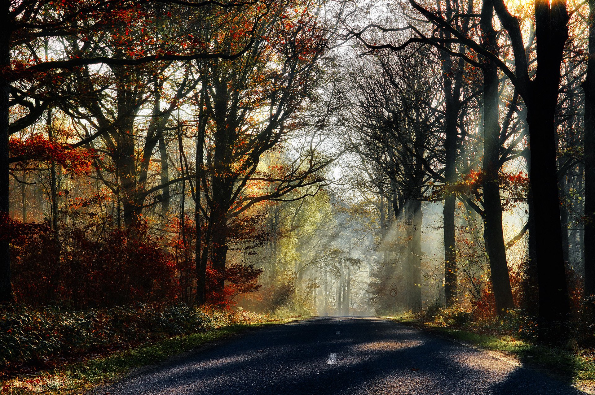 natur wald park bäume blätter bunt straße herbst herbst farben zu fuß