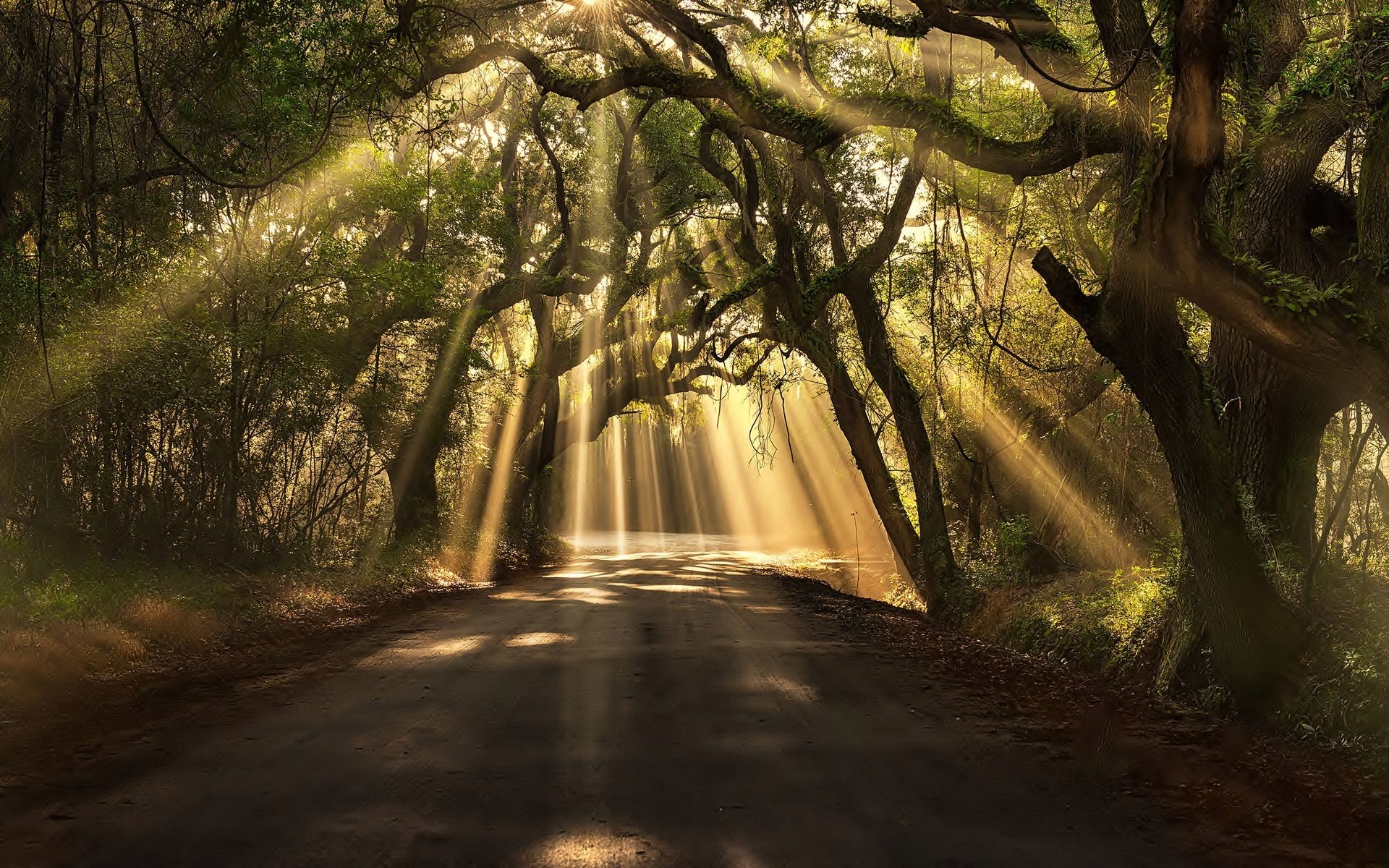 strada alberi fogliame rami luce raggi