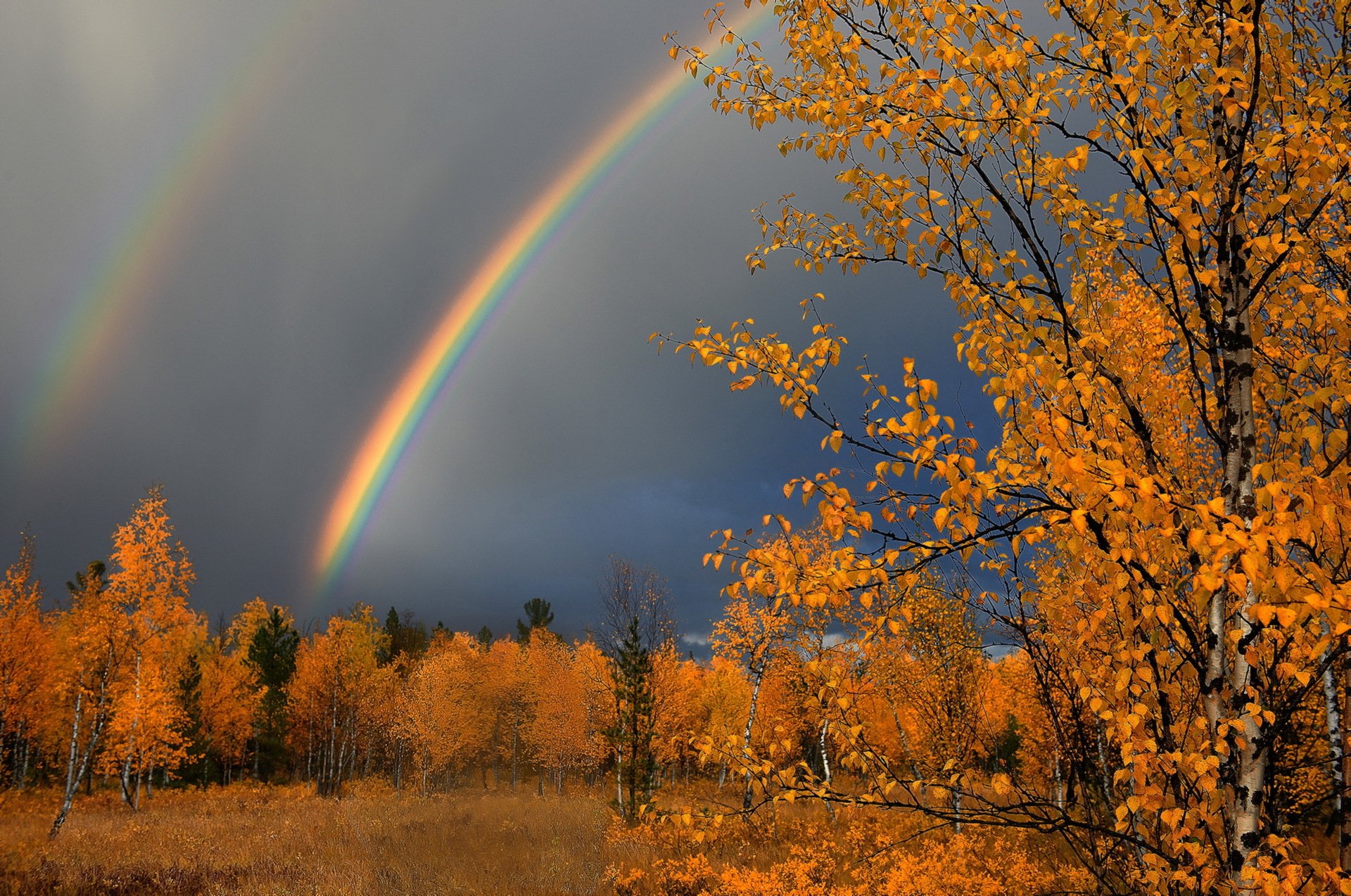 pioggia foglie autunno natura