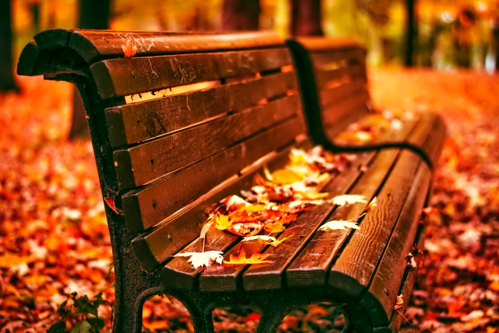 autumn leaves bench park