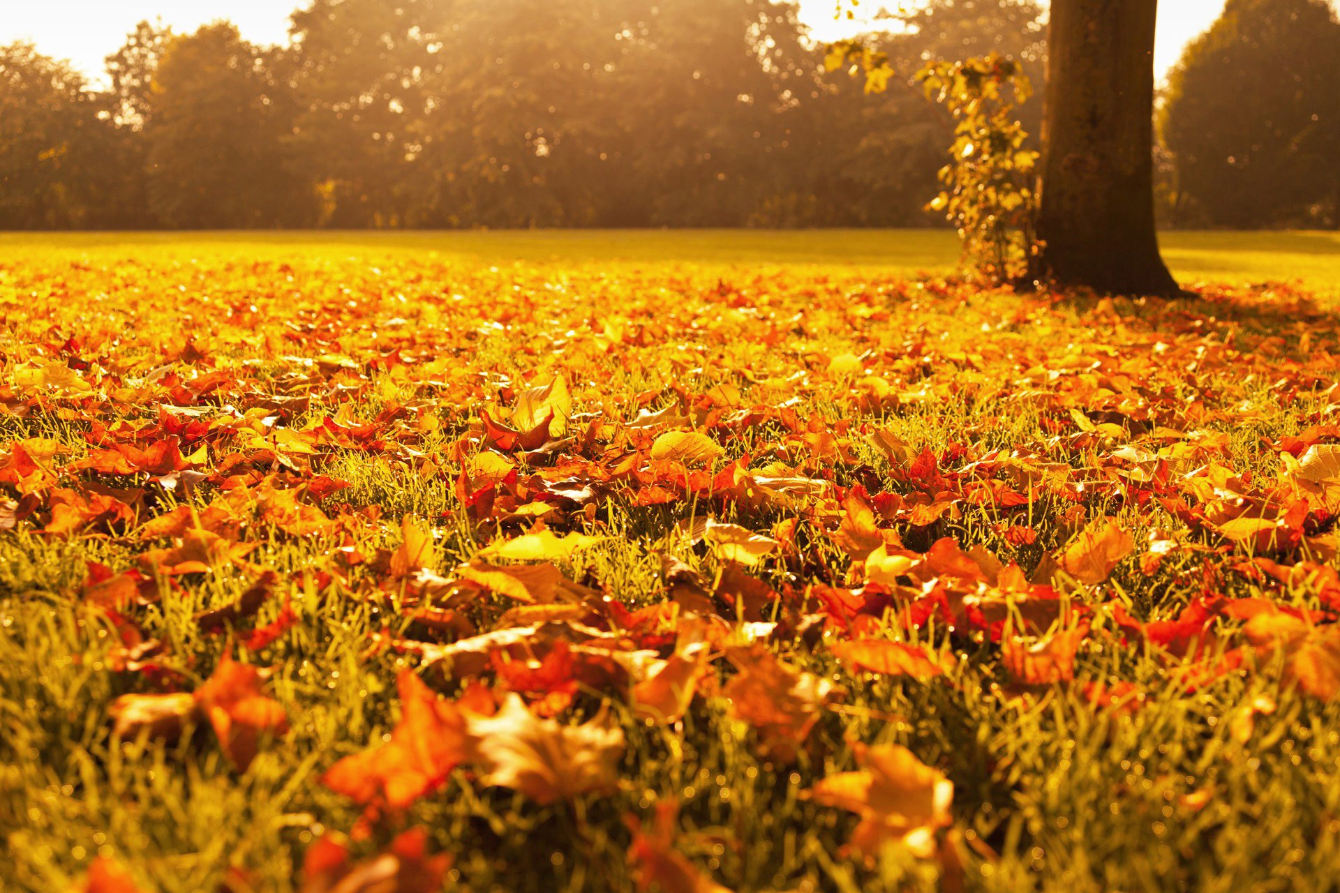 blätter gelb orange laub gras bäume licht herbst golden natur makro