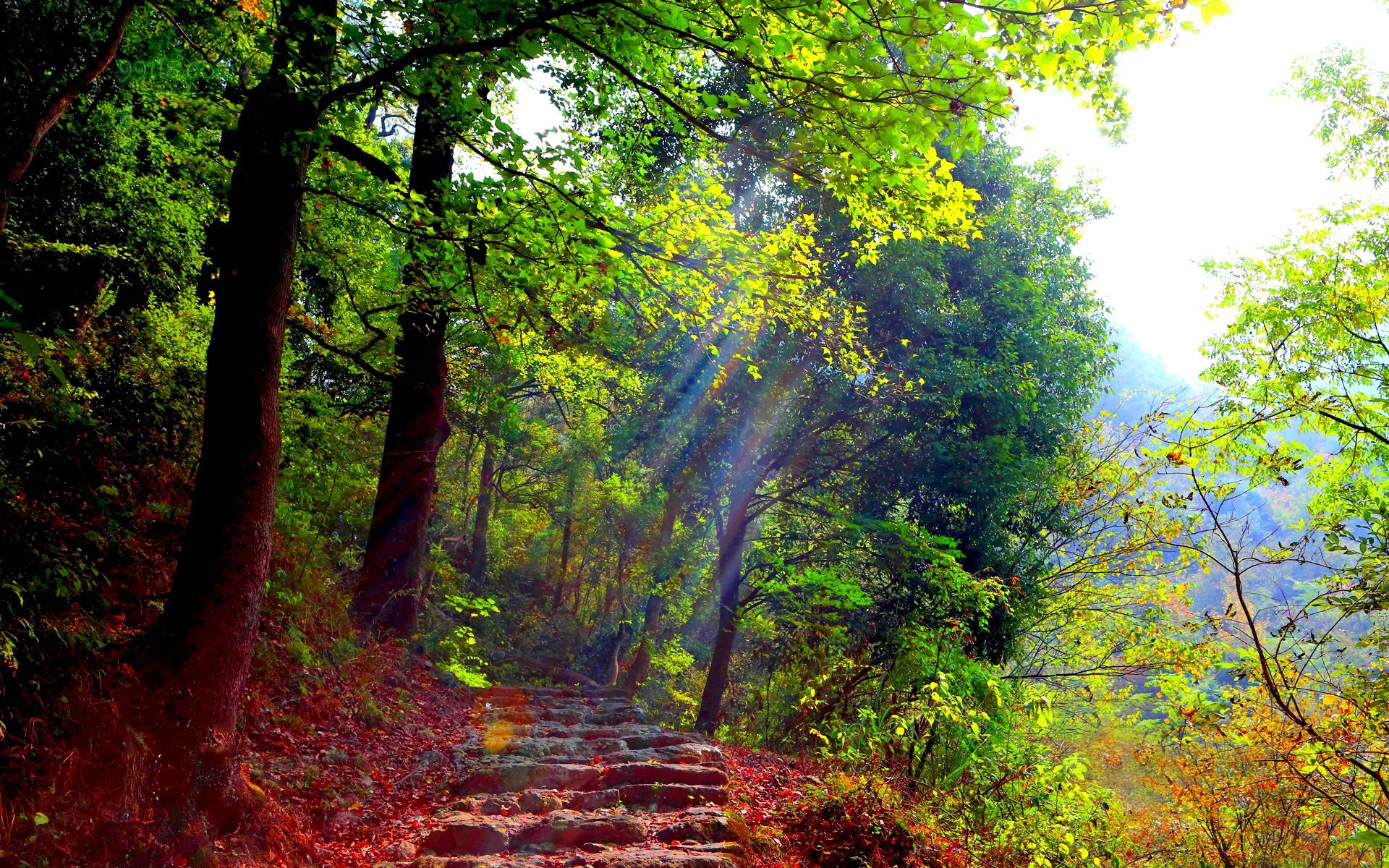 bosque sendero escalones vegetación luz rayos