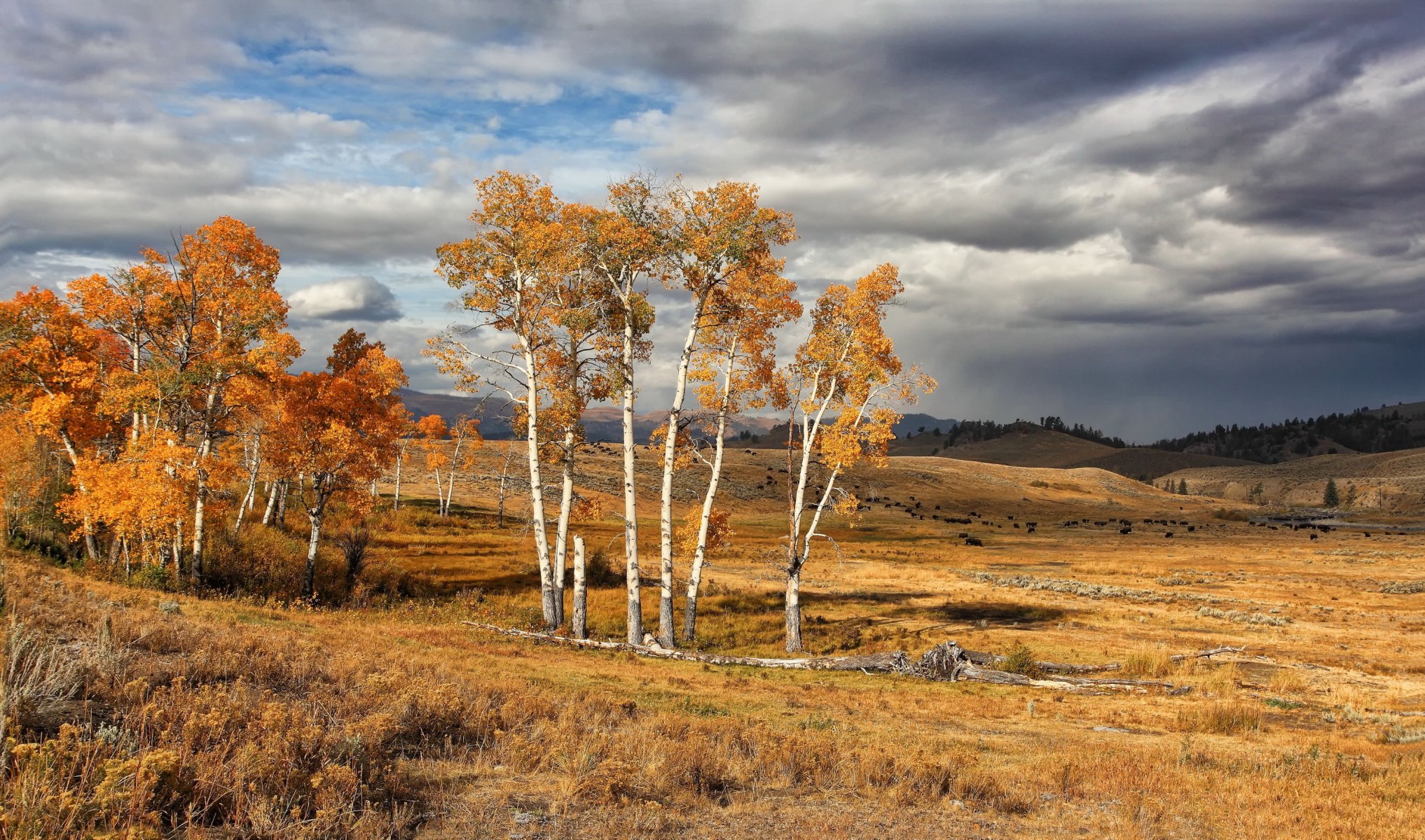 usa yellowstone nationalpark herbst