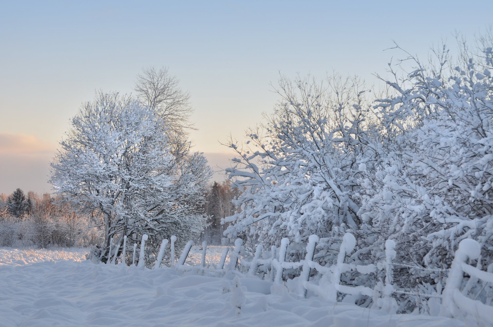 árboles cerca nieve escarcha invierno mañana