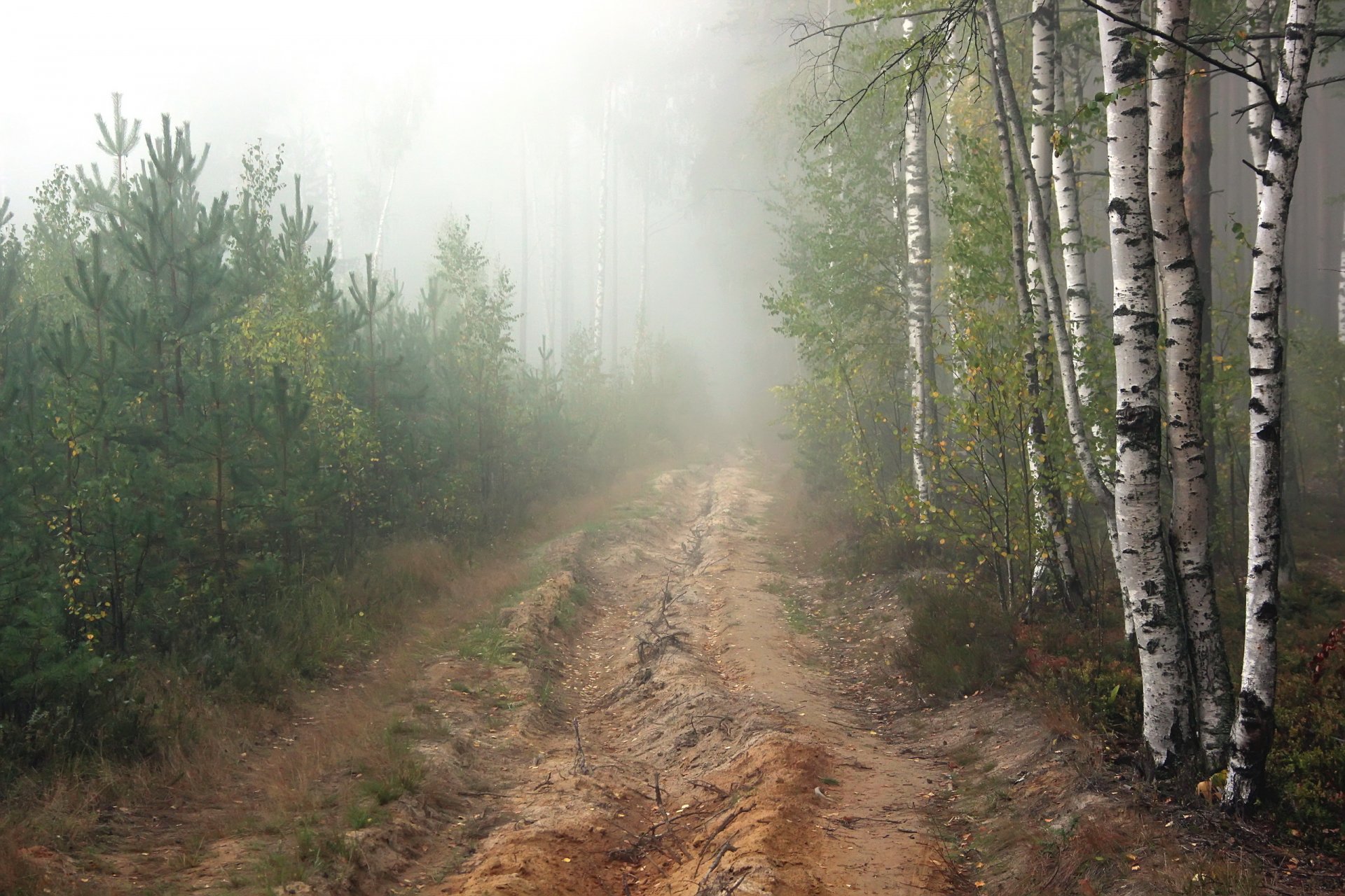 route forêt pins brouillard matin