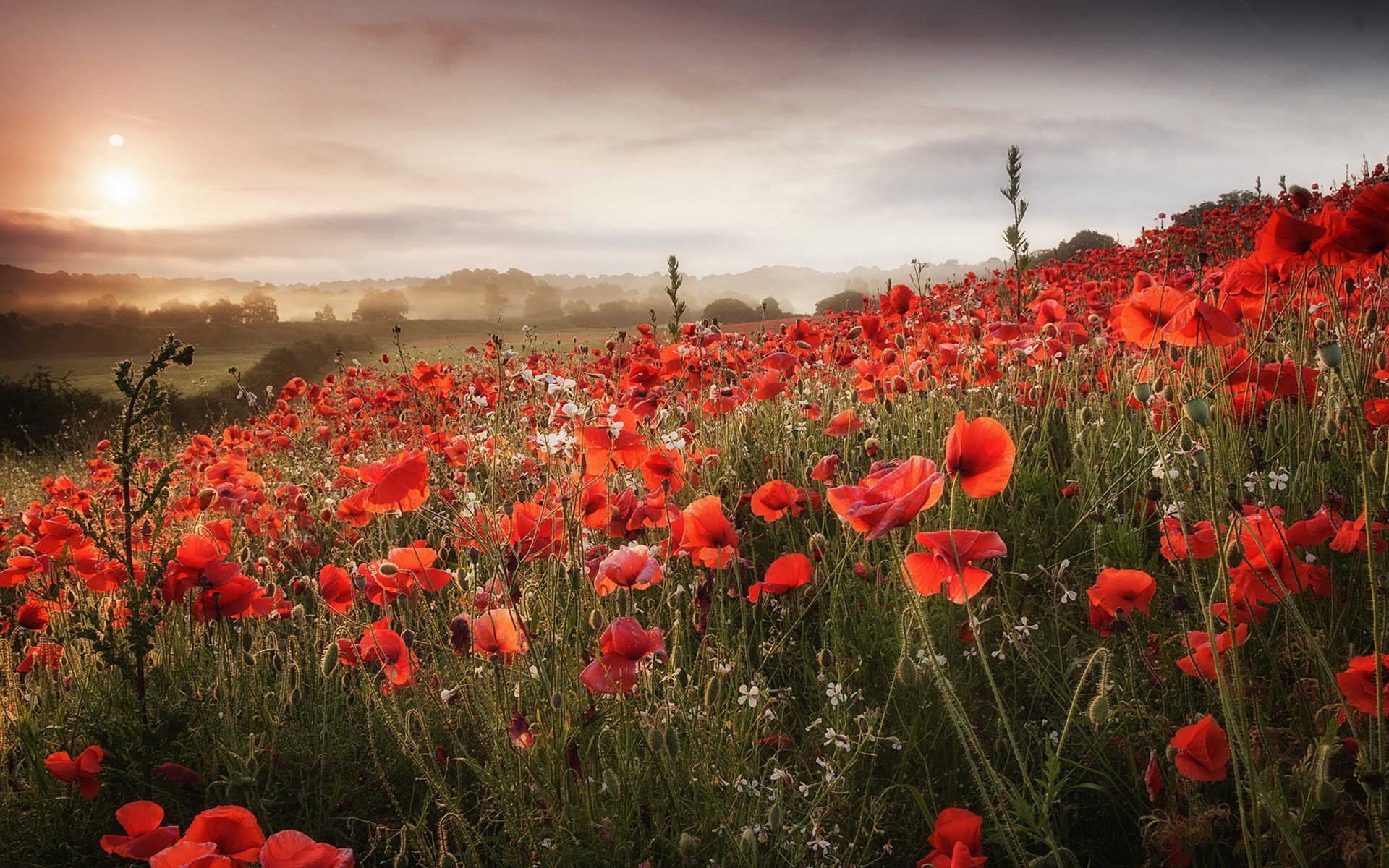 morgen mohnblumen feld natur landschaft