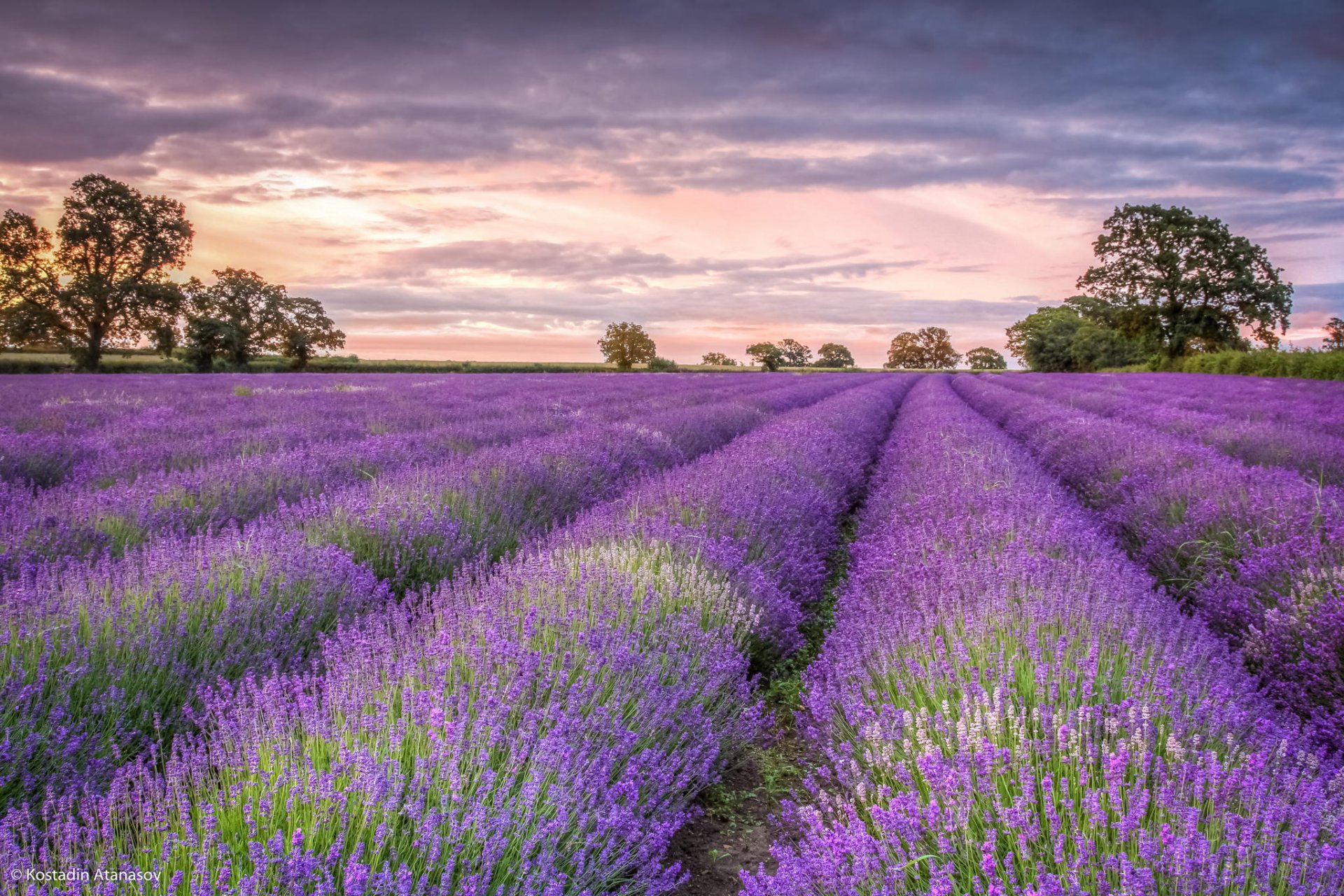 fiori lavanda campo tramonto alberi