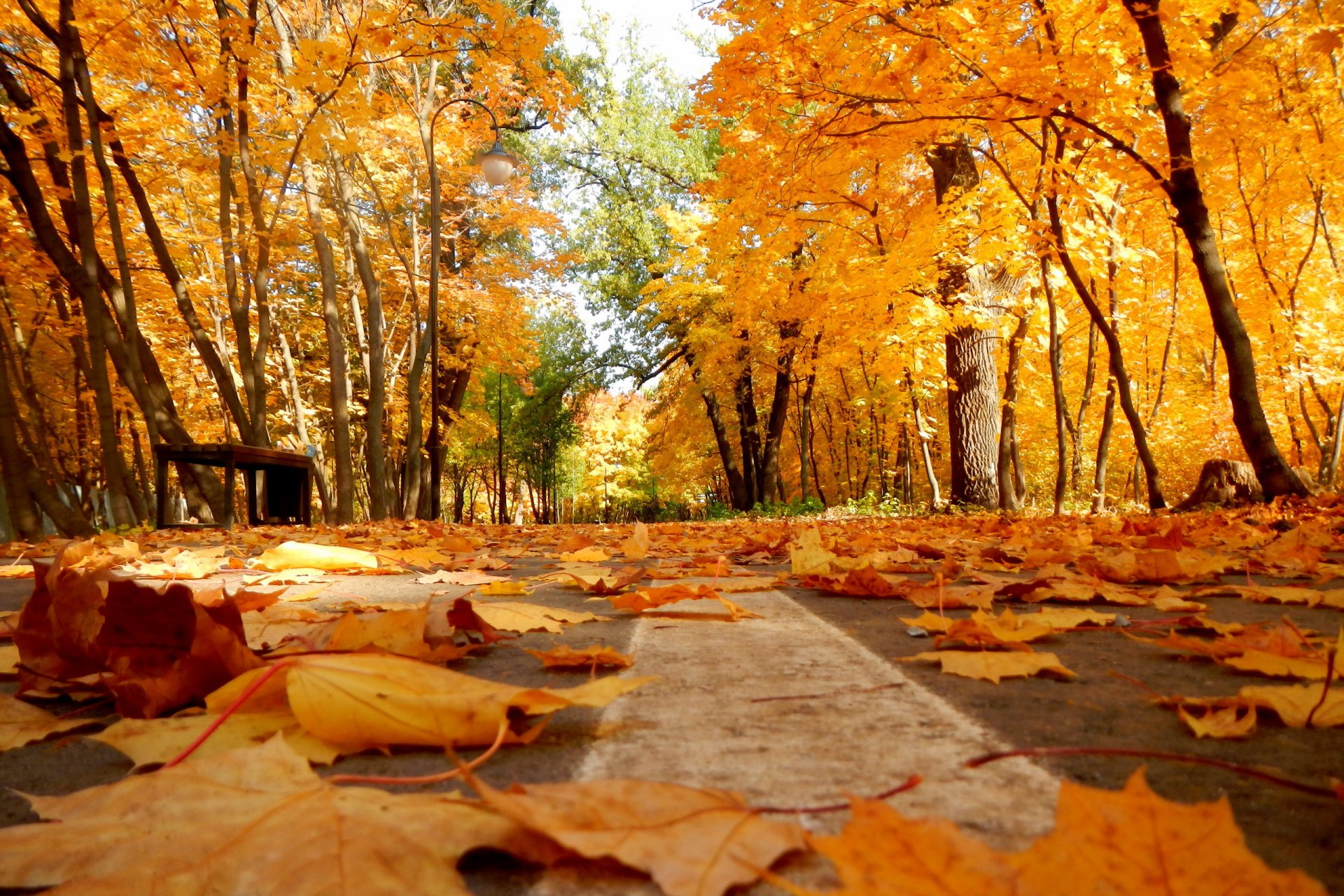 jesień park liście