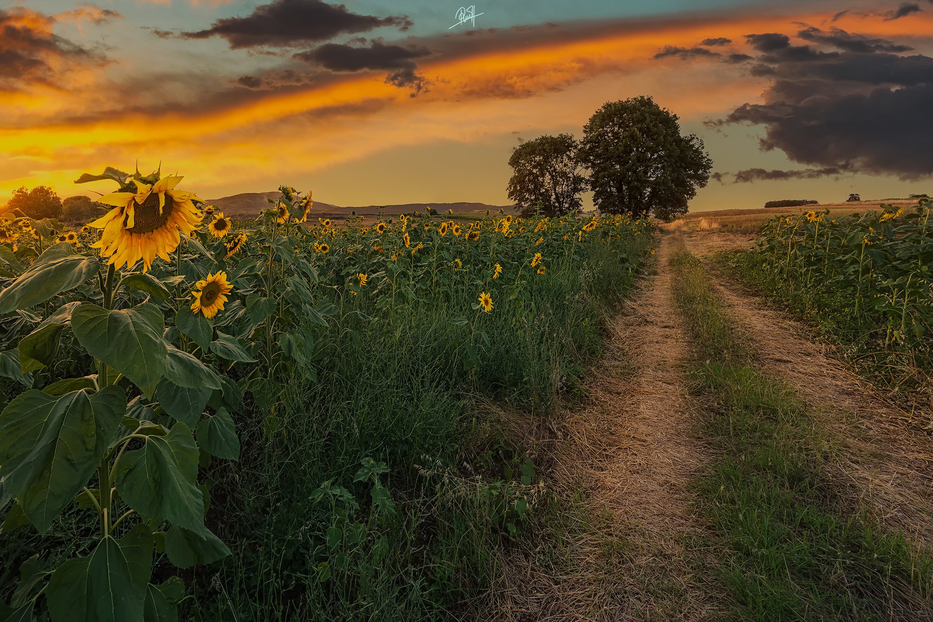 natura pola słoneczniki drzewa wieczór