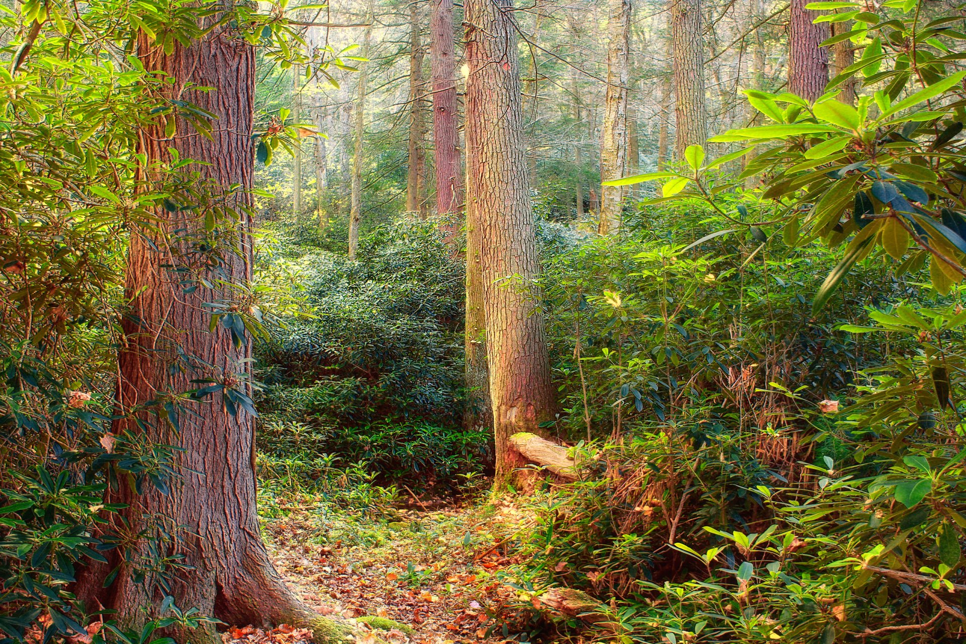 wald bäume blätter dickicht dickicht