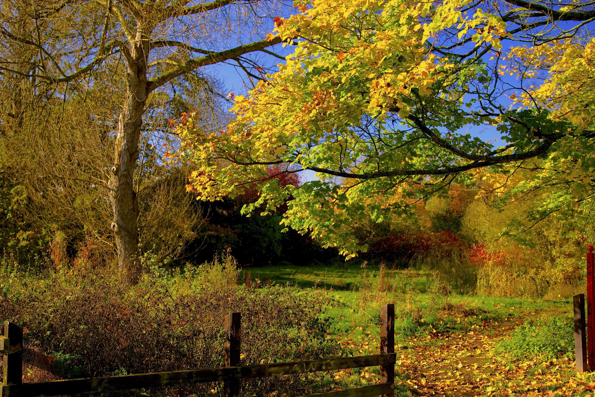 cielo patio bosque cerca árboles otoño hojas camino camino