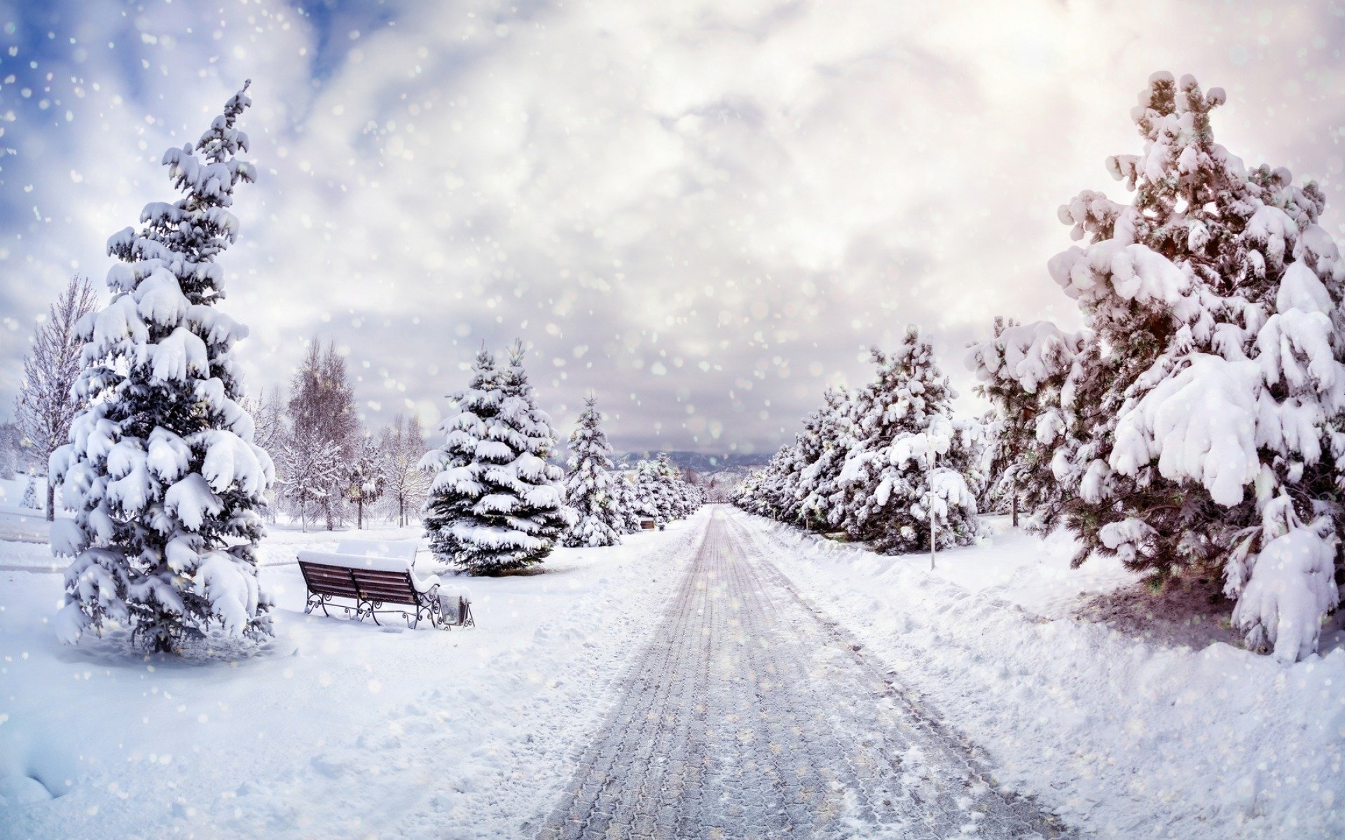 natura paesaggio alberi neve cielo inverno