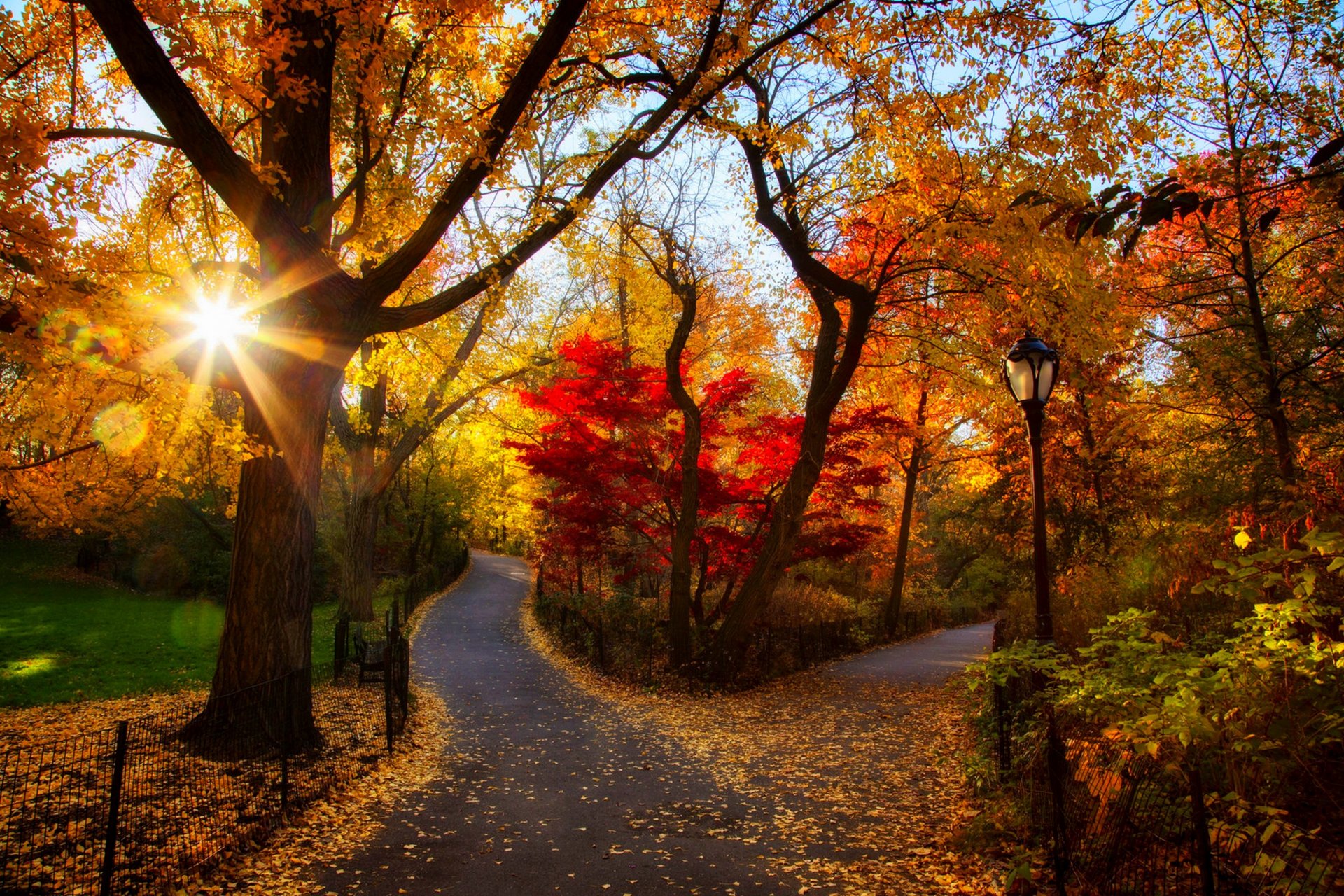 nature forêt parc arbres feuilles coloré route automne automne couleurs marche coucher de soleil