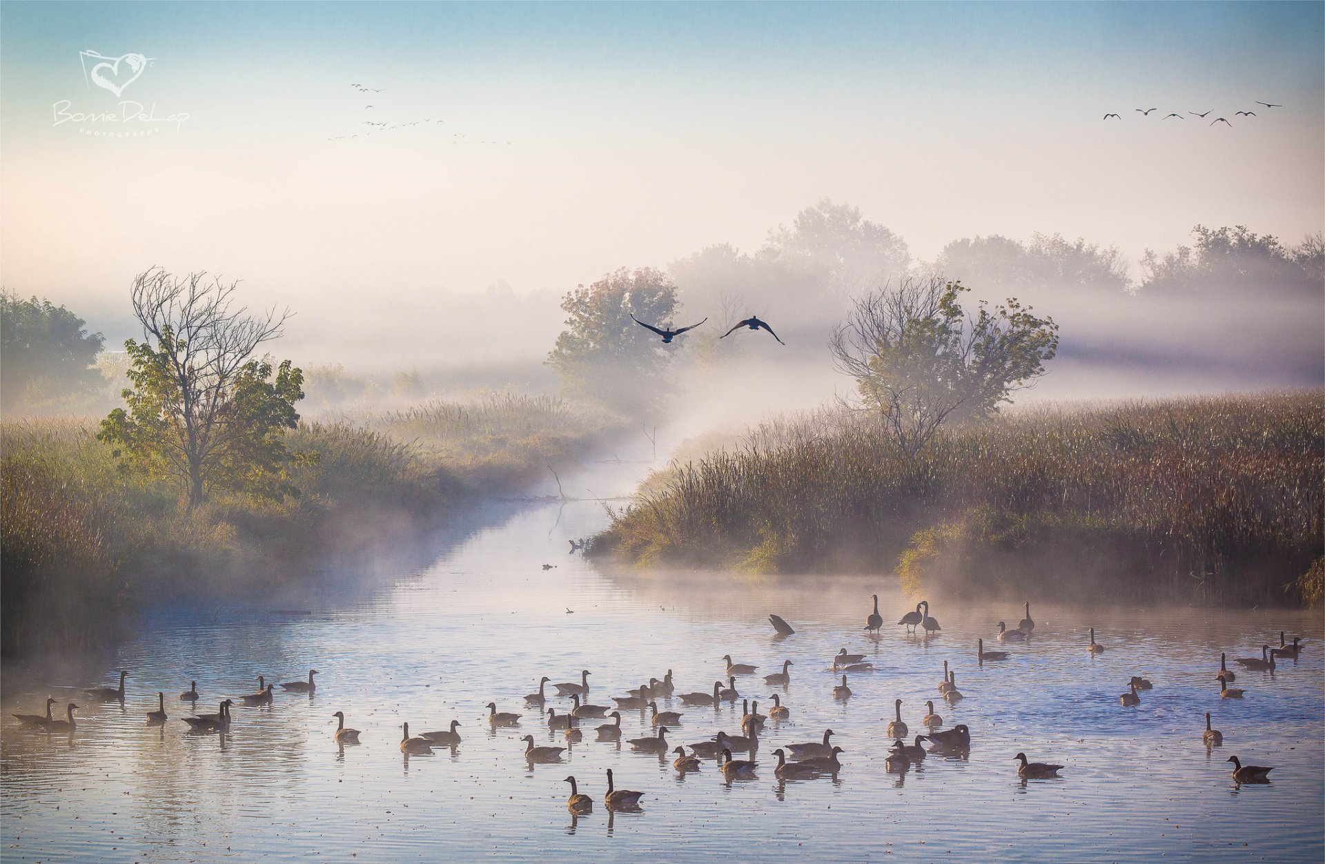 mañana otoño octubre río niebla patos