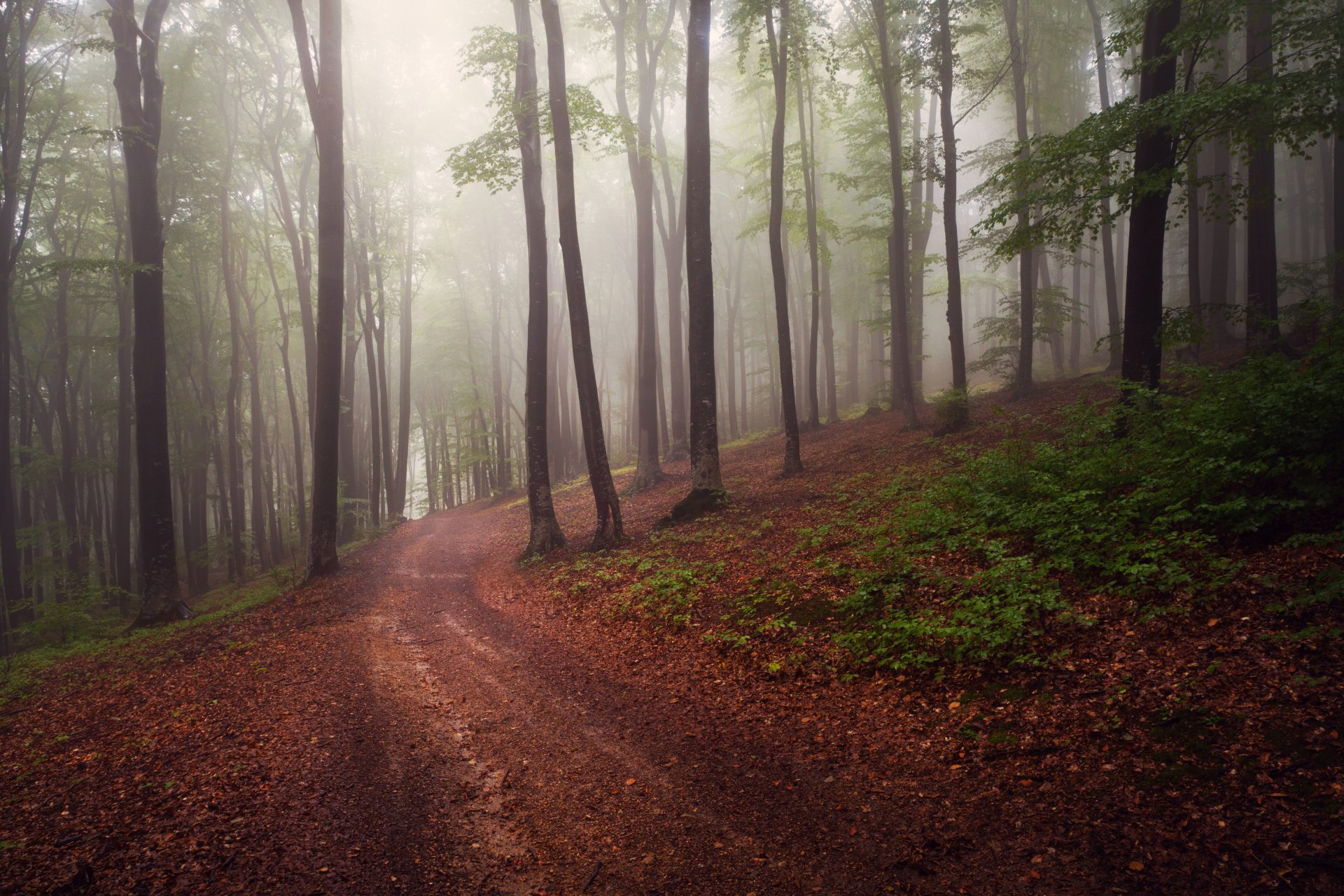 route forêt brouillard