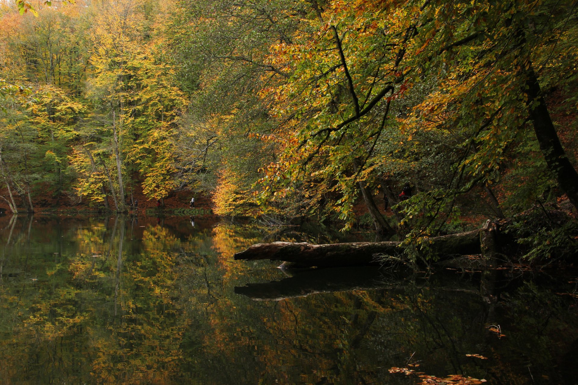 otoño bosque lago bolu turquía