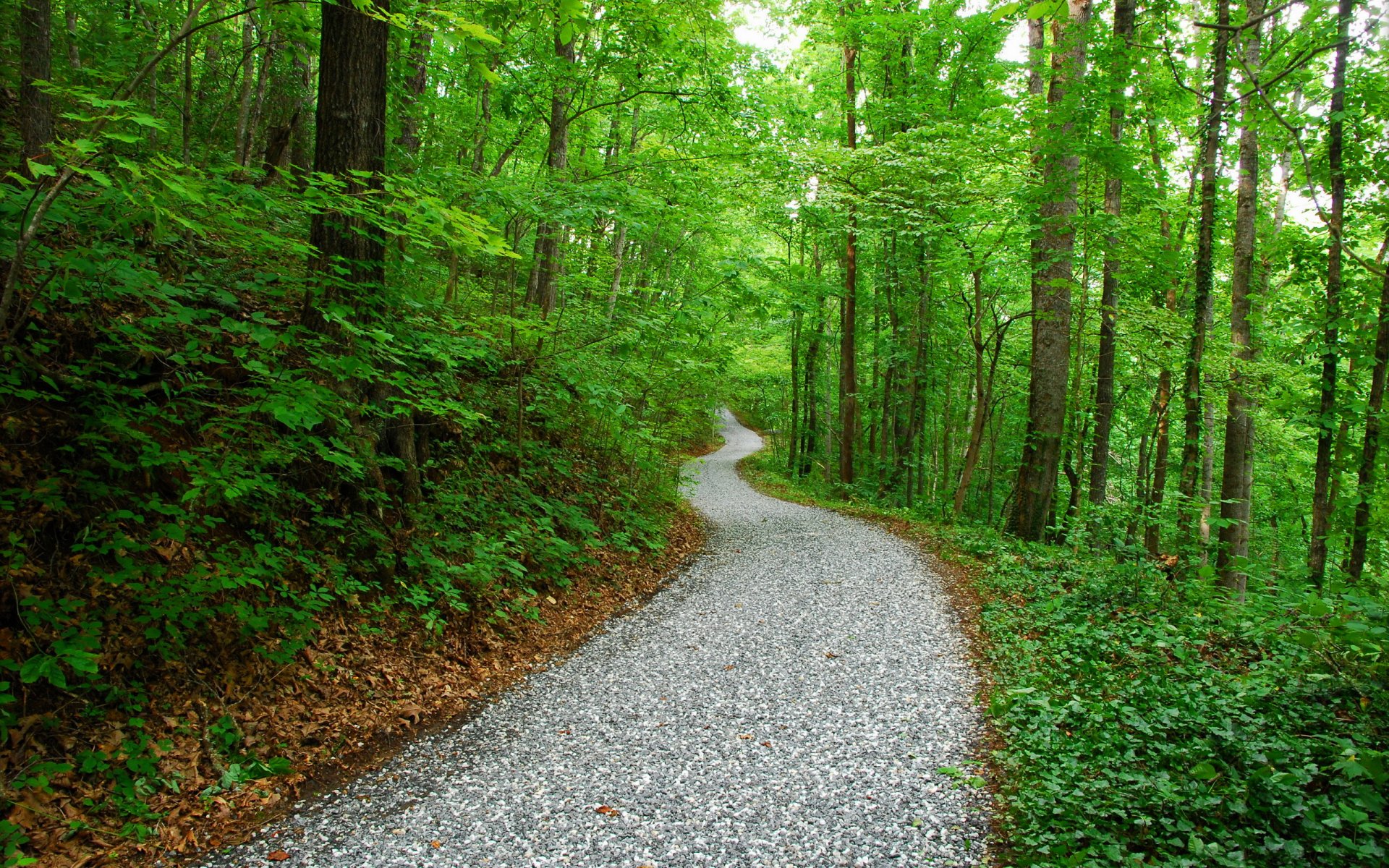 straße park wald natur