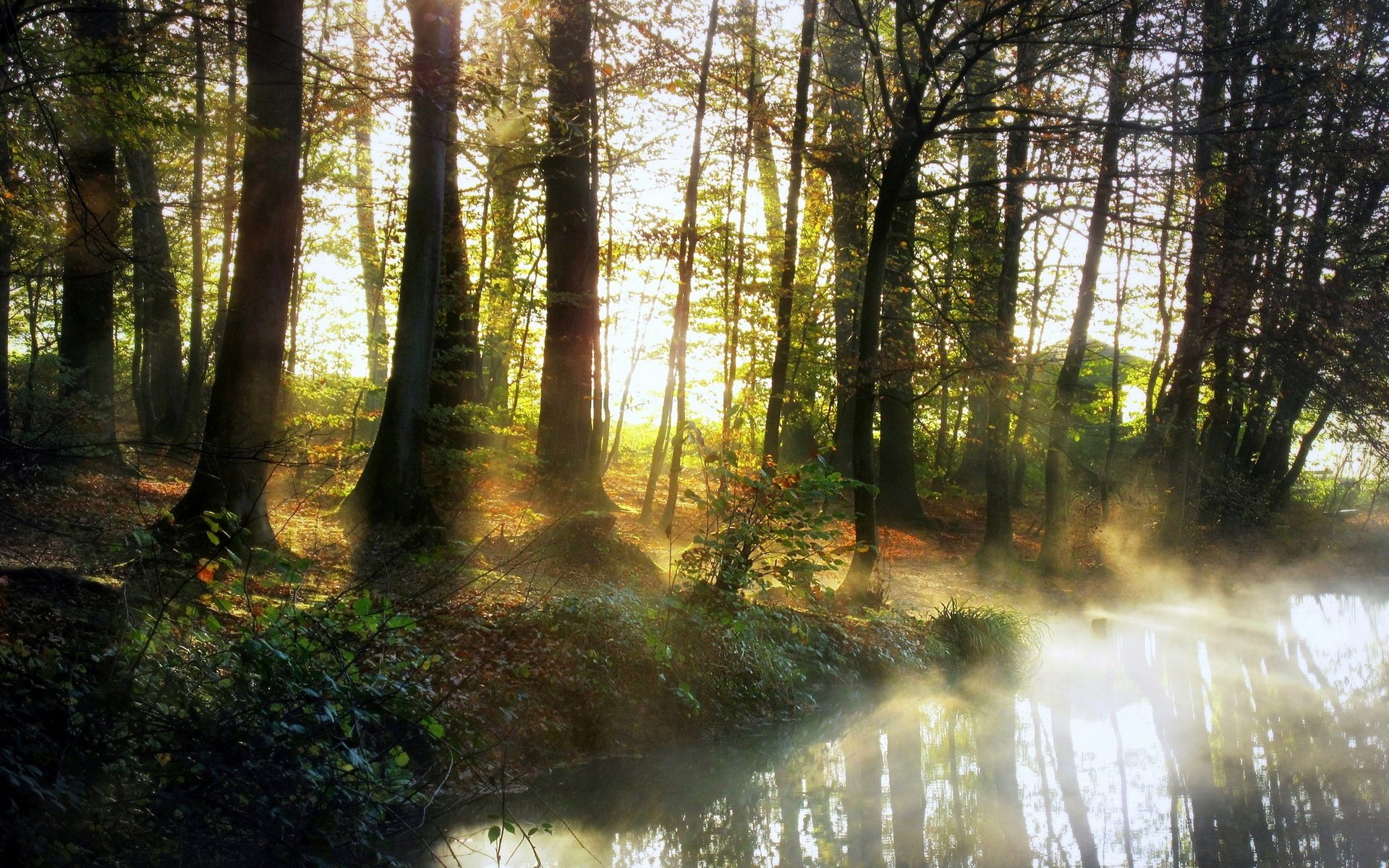 rzeka mgła poranek las natura