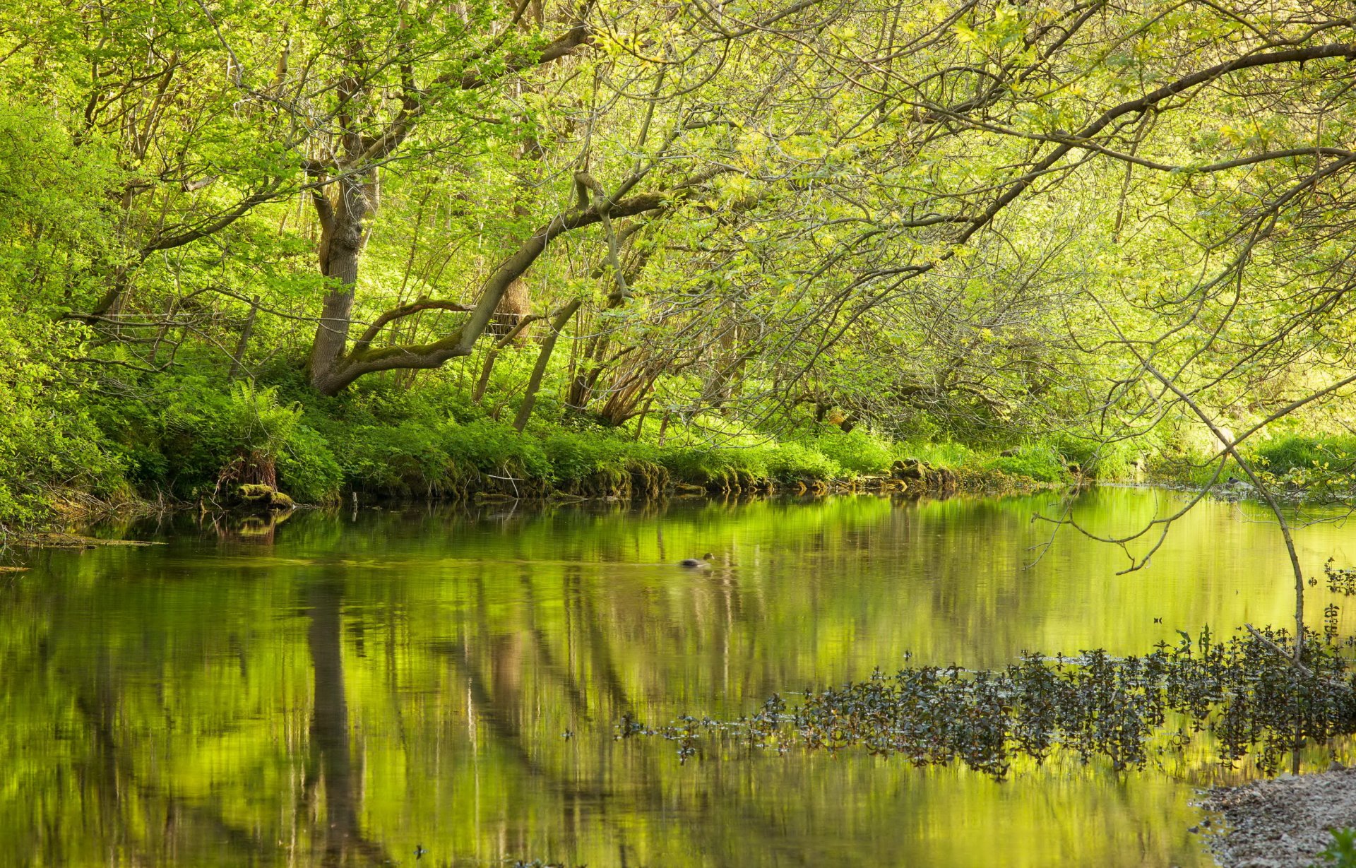 forêt lac printemps