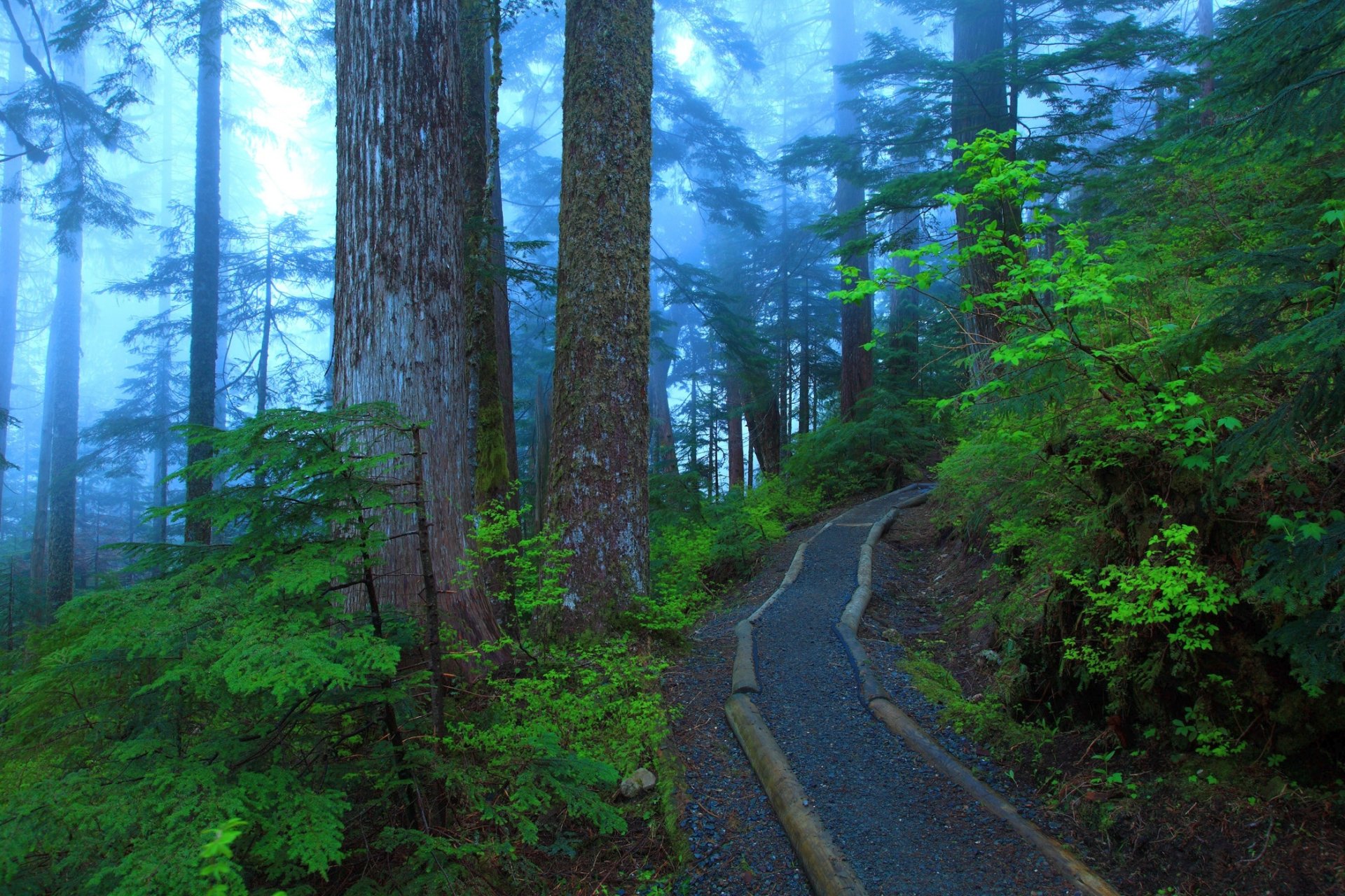 park tree foliage path fog