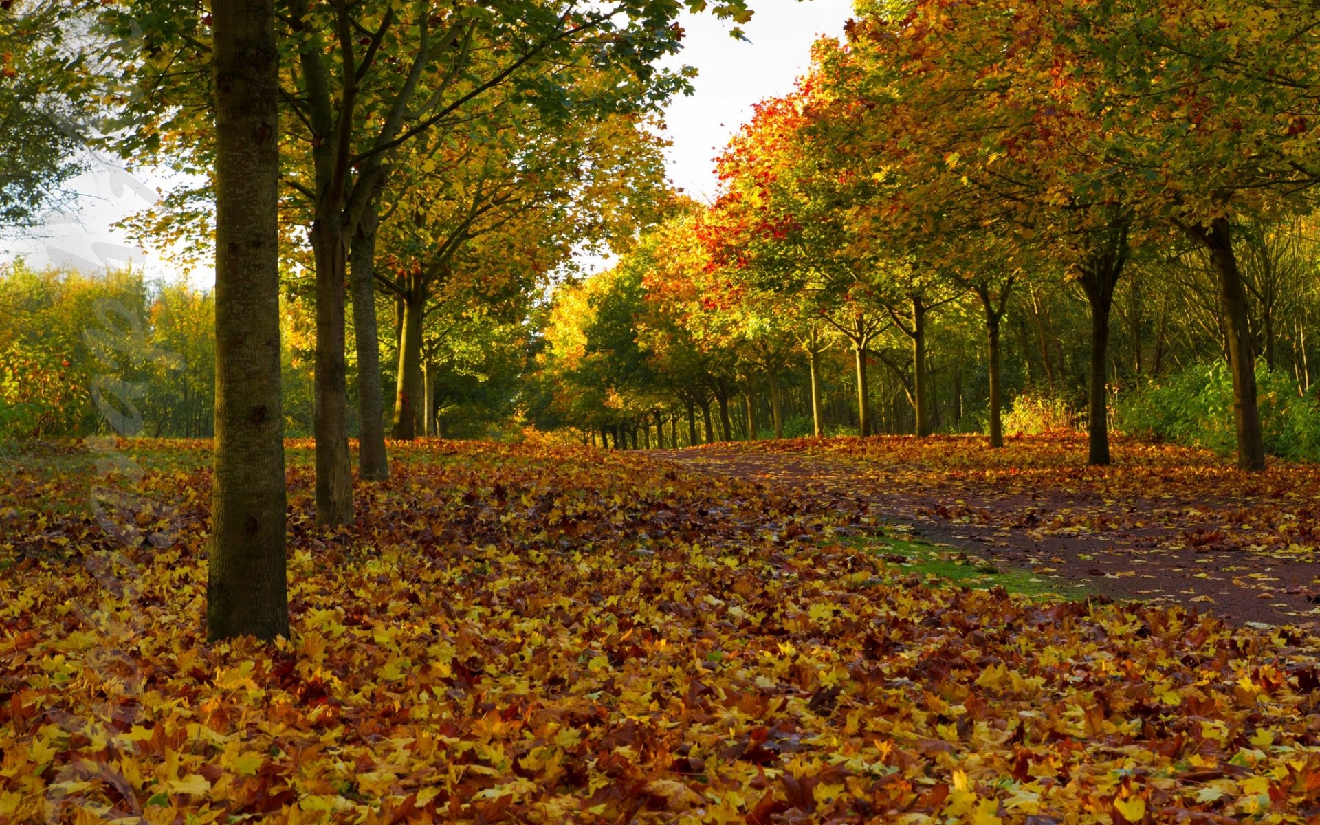 alberi vicolo foglie autunno