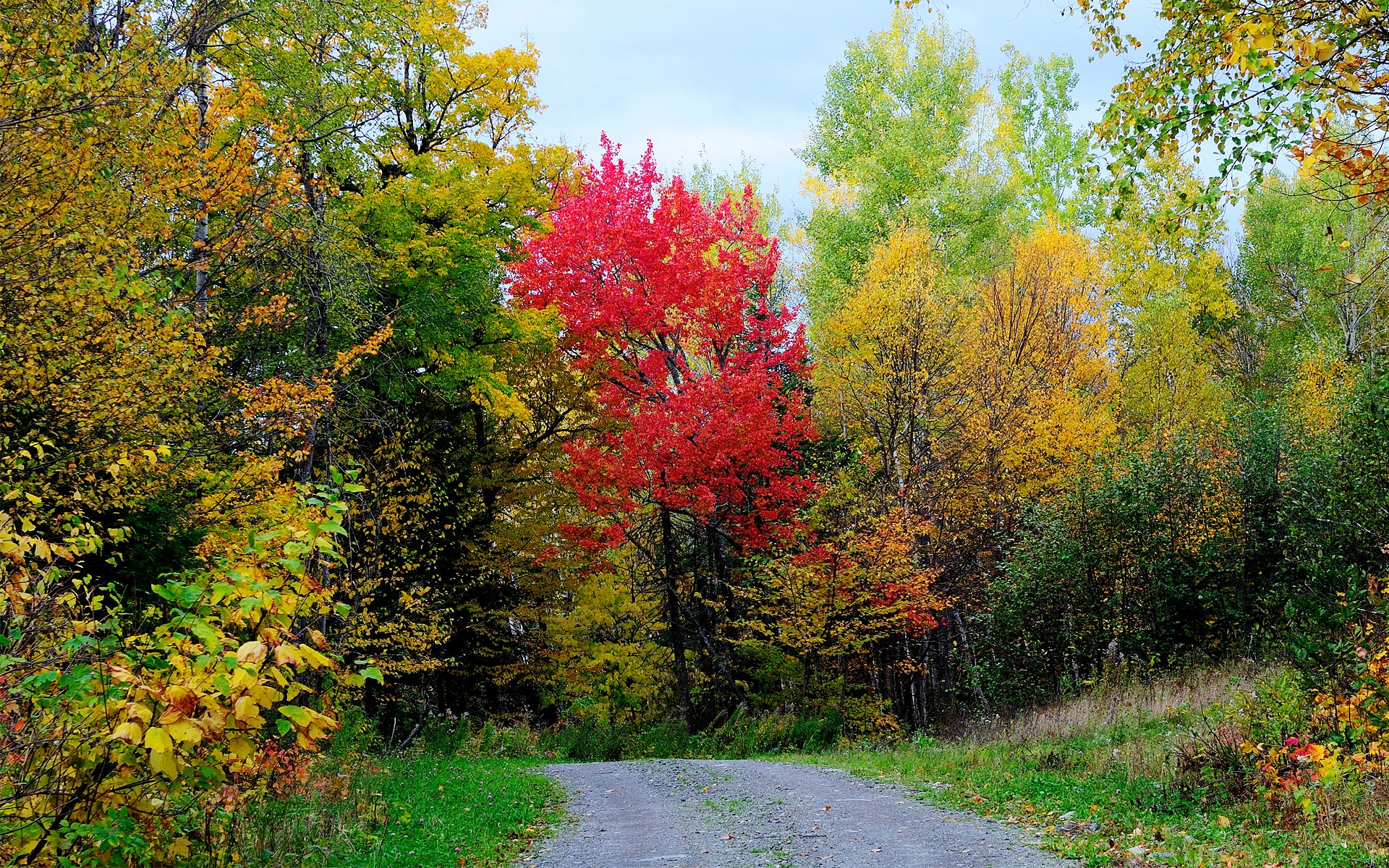 cielo bosque camino árboles hojas otoño