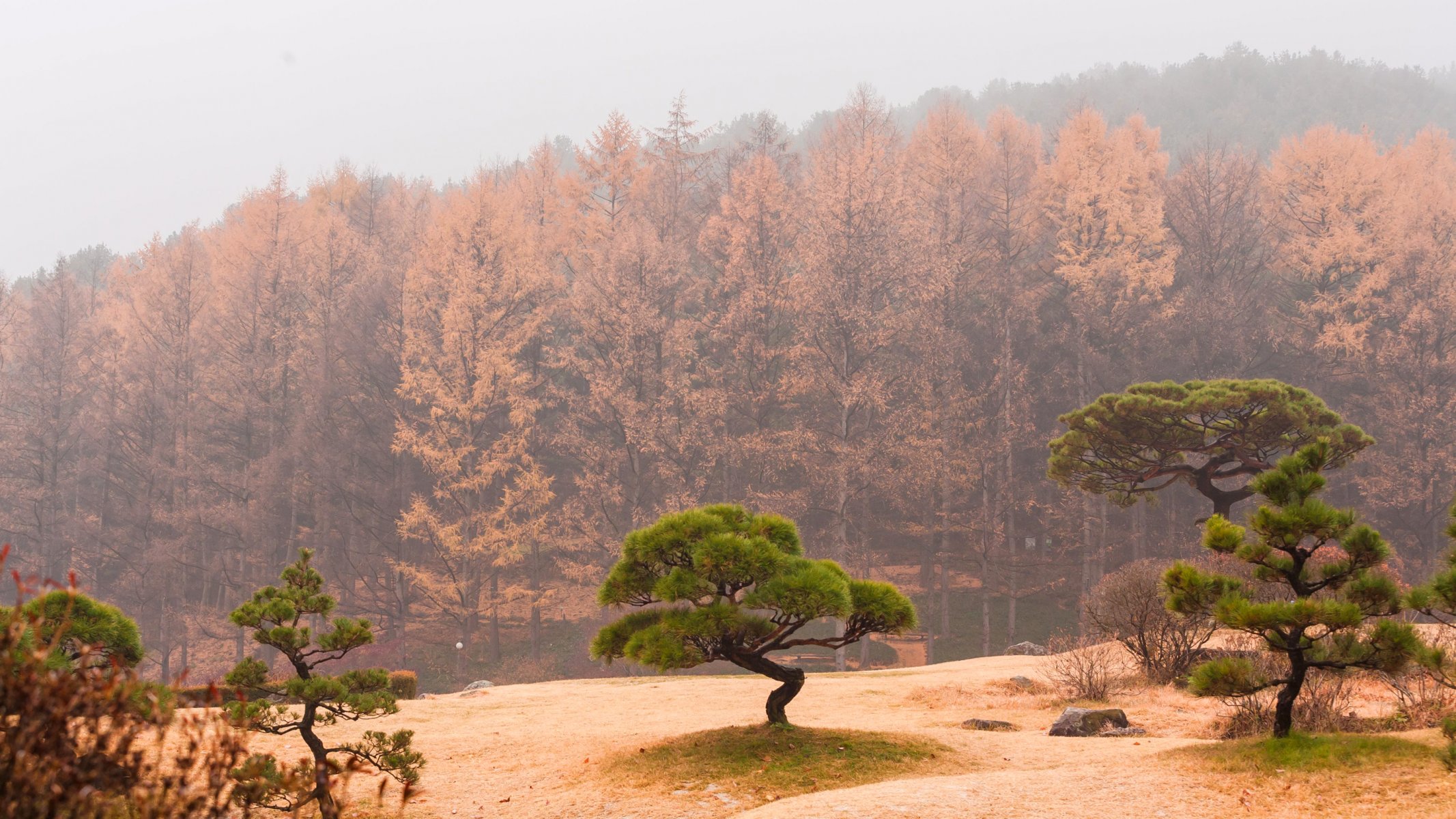 himmel dunst nebel bäume wald herbst hang