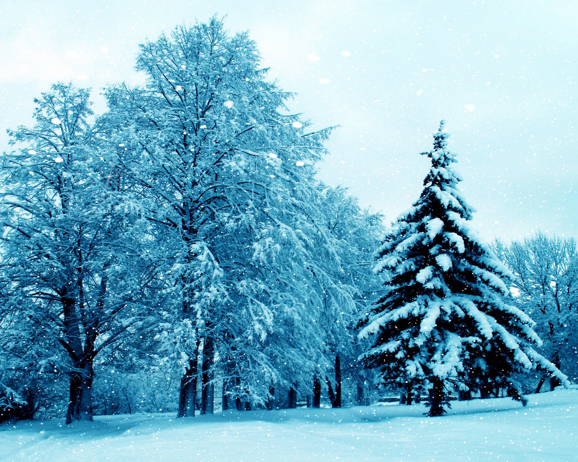 invierno naturaleza nieve árbol invierno árboles árbol de navidad