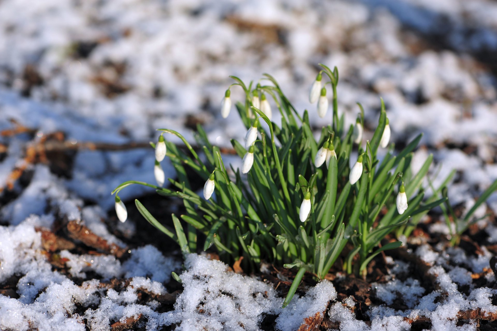 przebiśniegi natura rozmycie kwiaty śnieg czułość