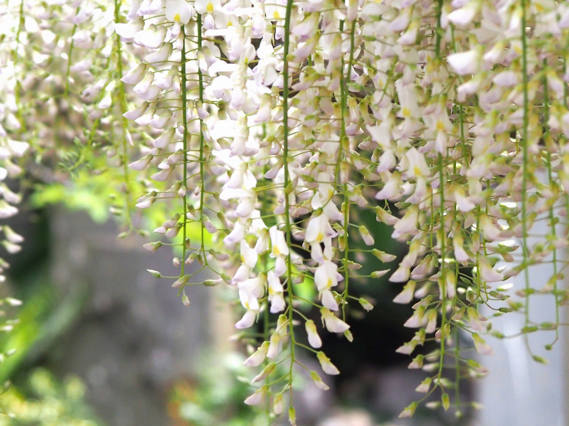 primavera fioritura pennello glicine