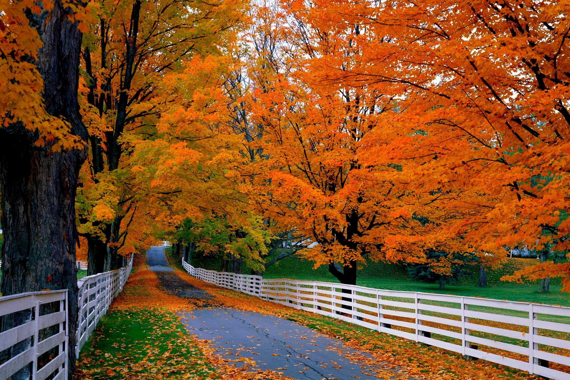 natur bäume berg blätter bunt straße herbst herbst farben zu fuß