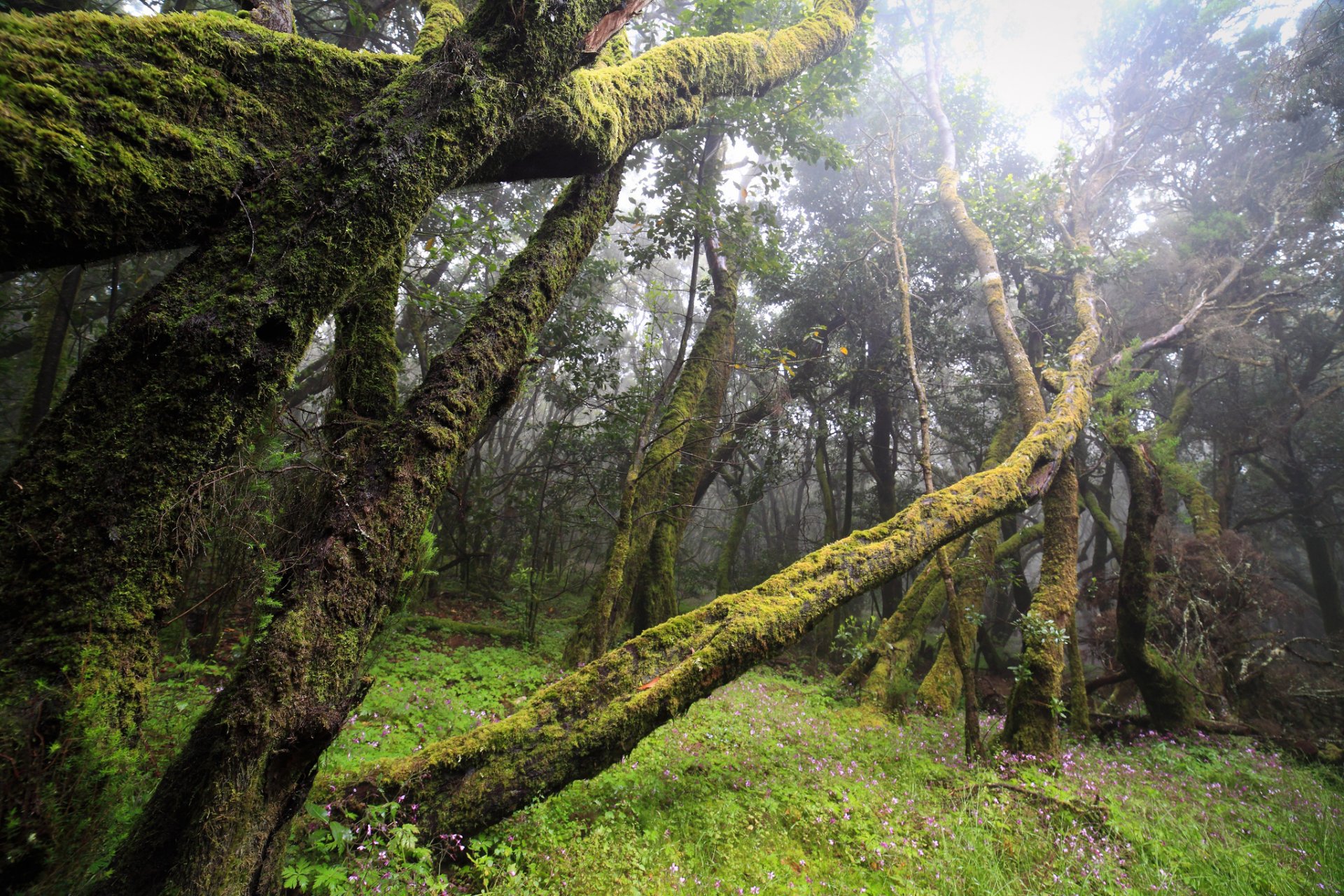 forest windbreak moss fog