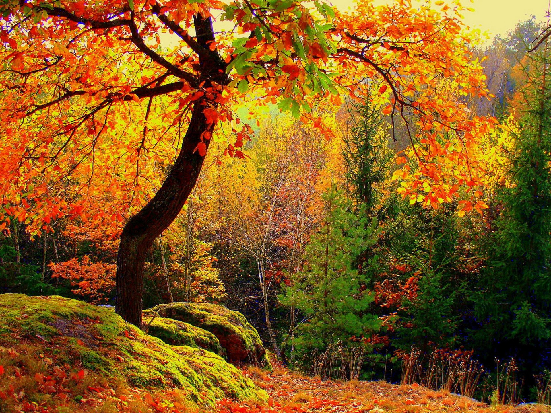 forêt arbres feuilles jaune automne mousse