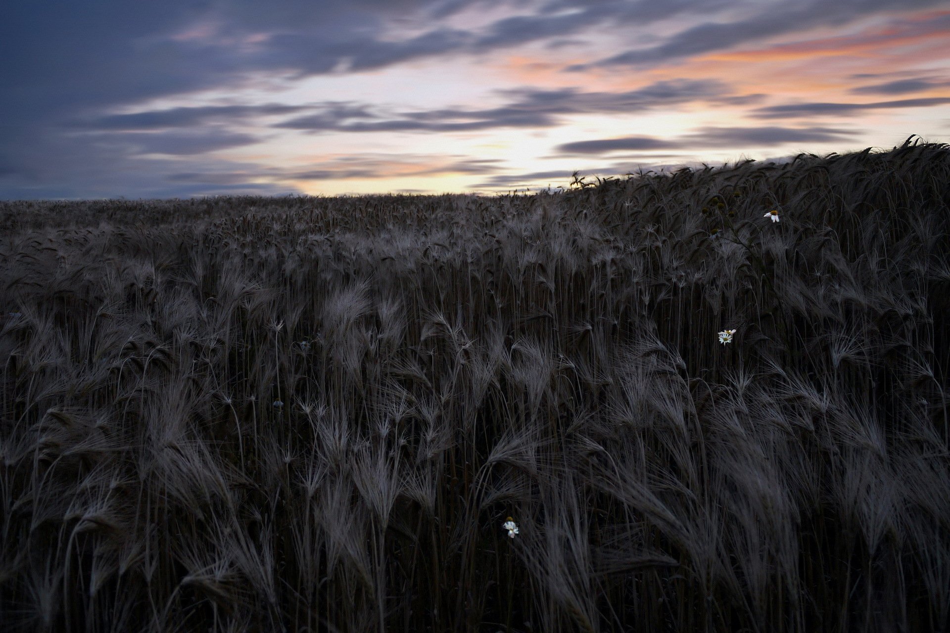 notte campo spighe cielo natura paesaggio