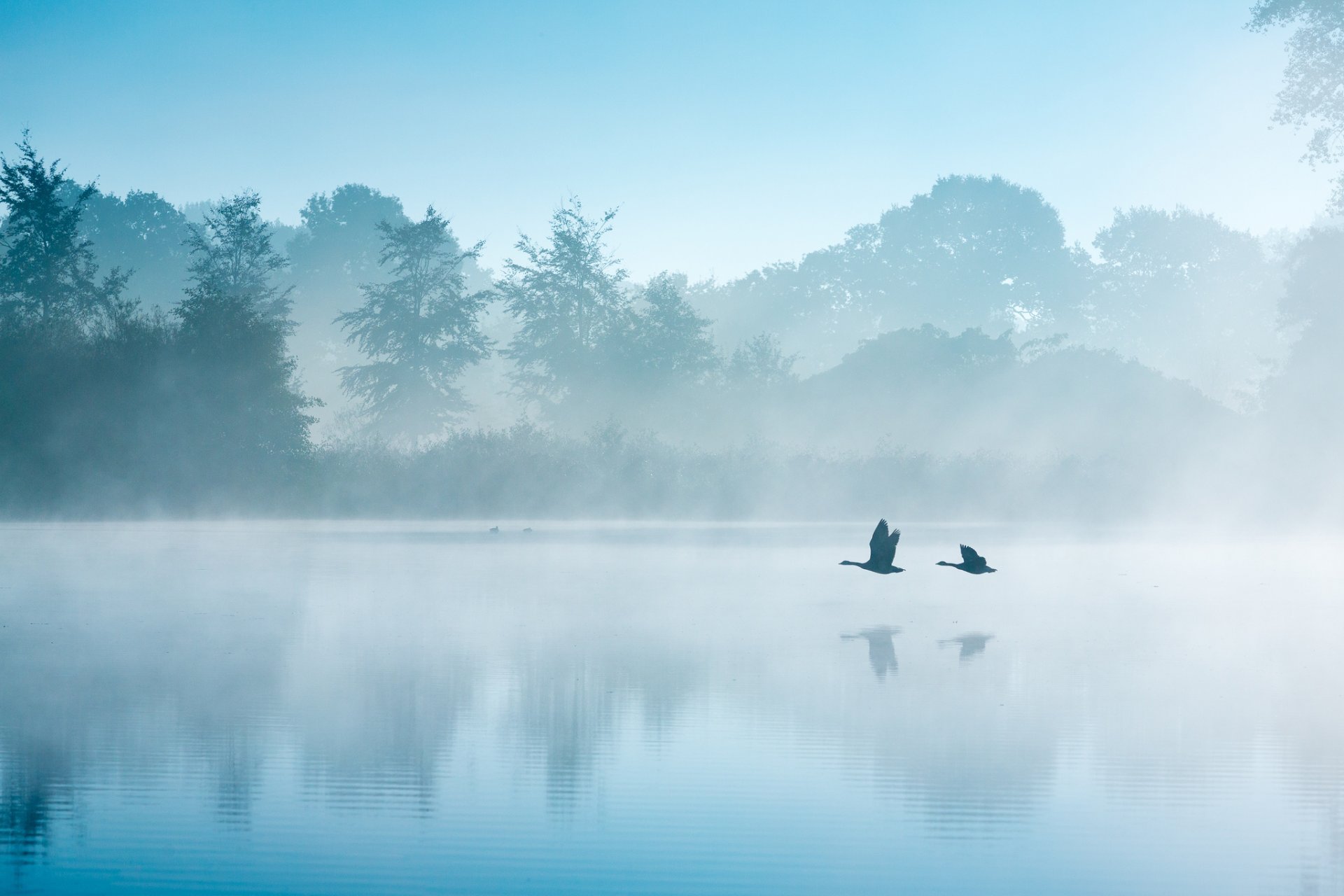 niederlande herbst september see morgen nebel vögel gänse schwäne