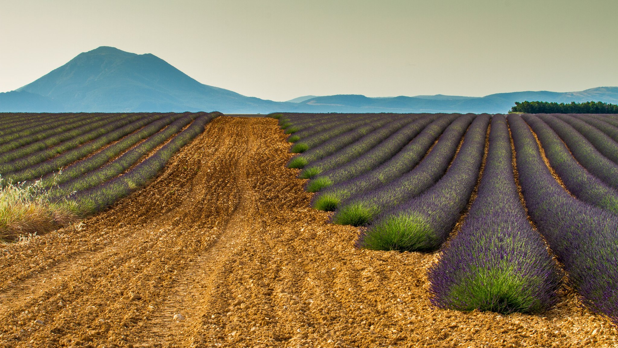 berge frankreich feld lavendel natur