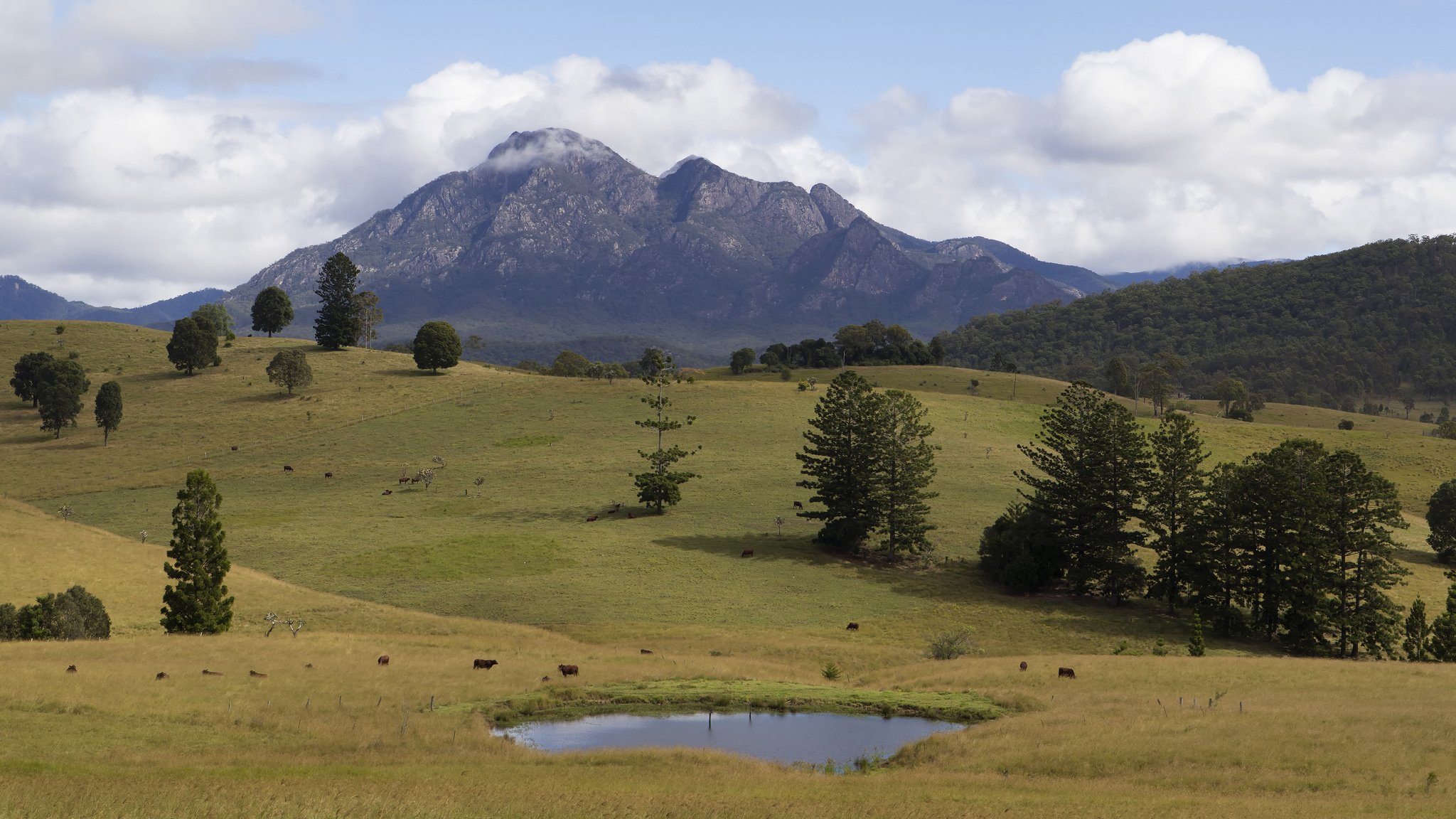 montagnes arbres pâturage