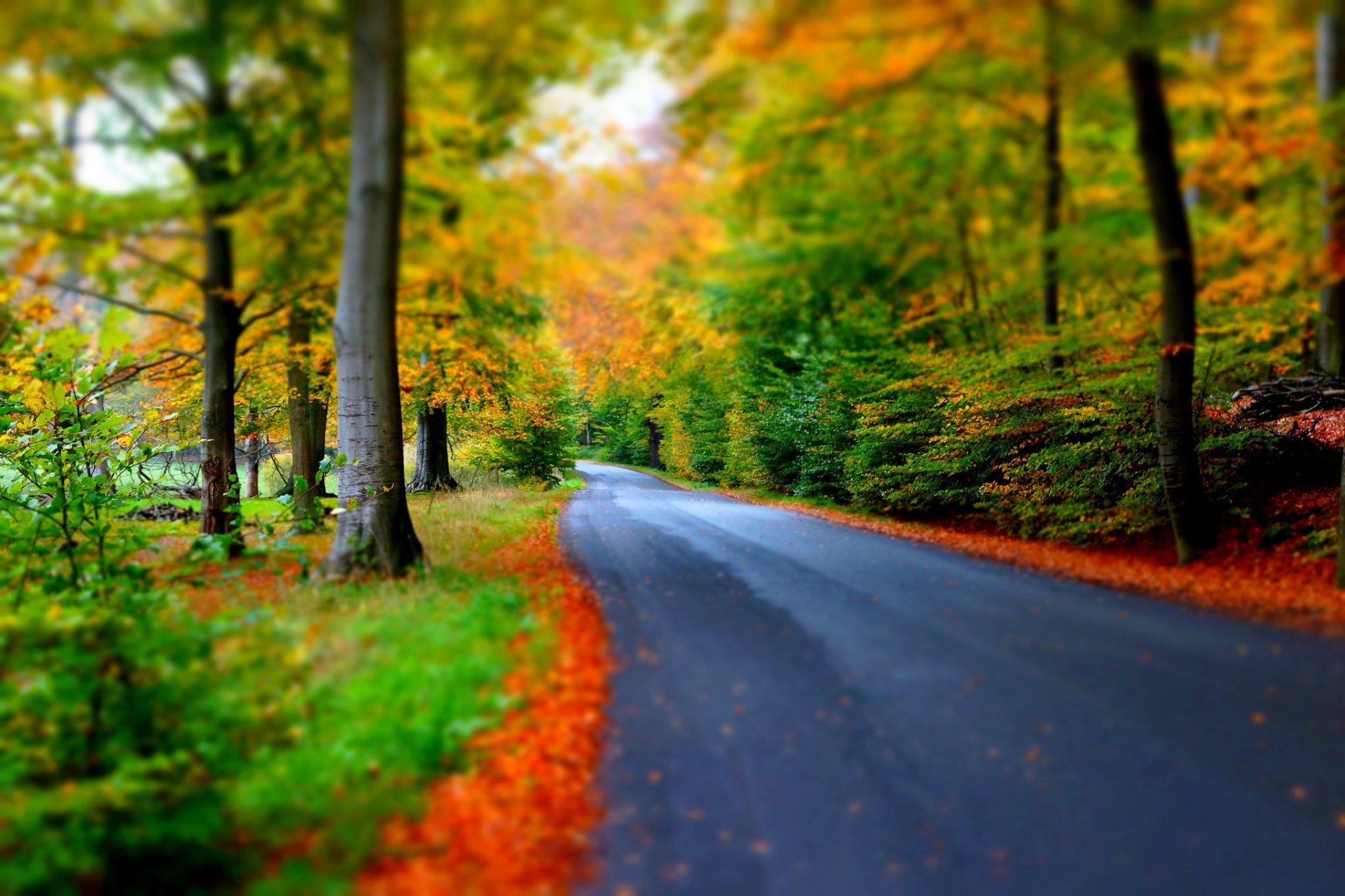 natur wald park bäume blätter bunt straße herbst herbst farben zu fuß