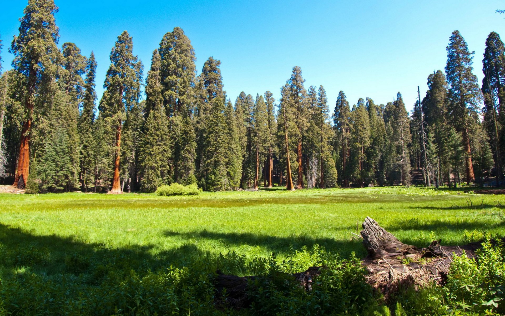 park usa wald wiese sequoia kalifornien gras natur foto