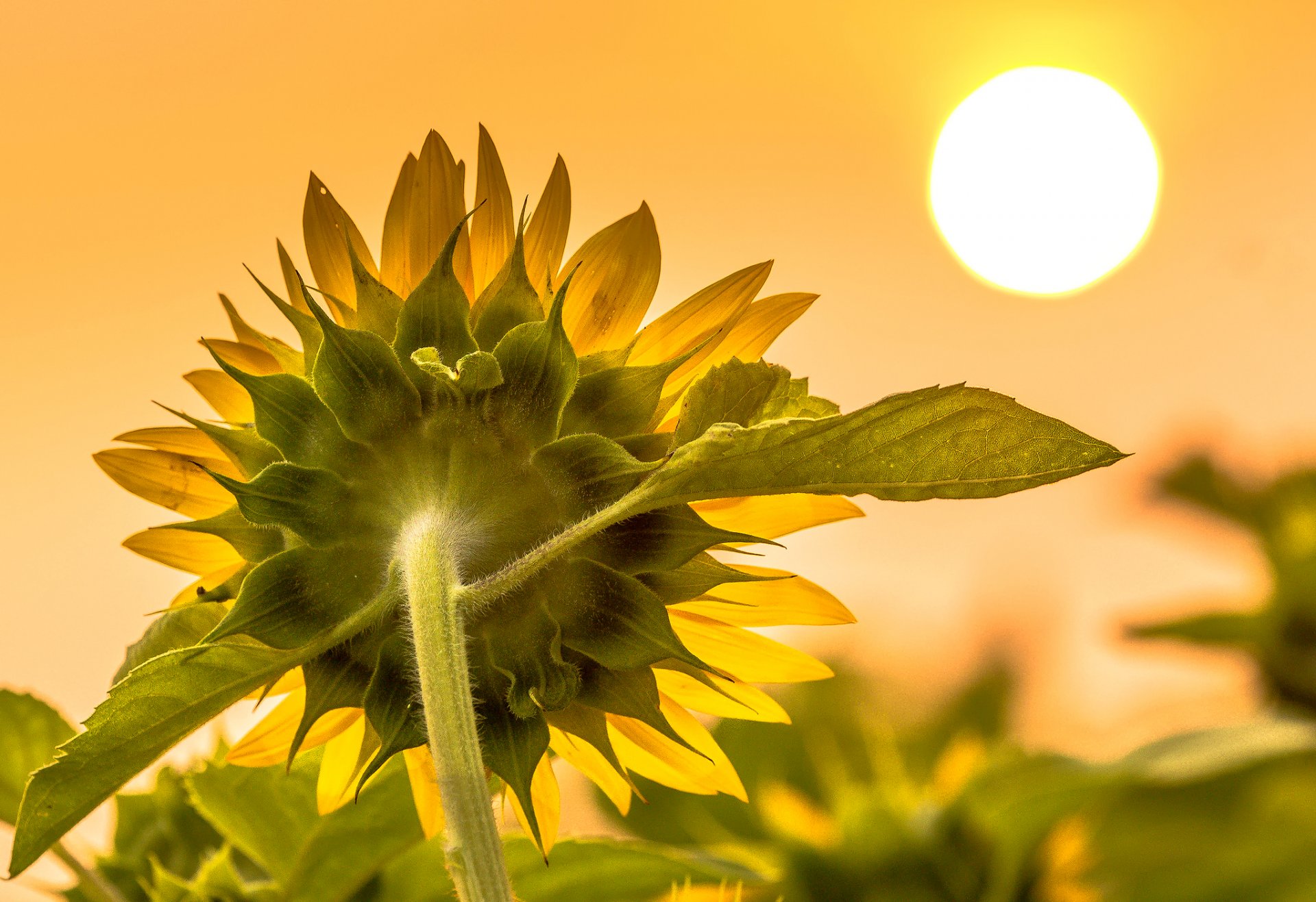 girasol sol verano