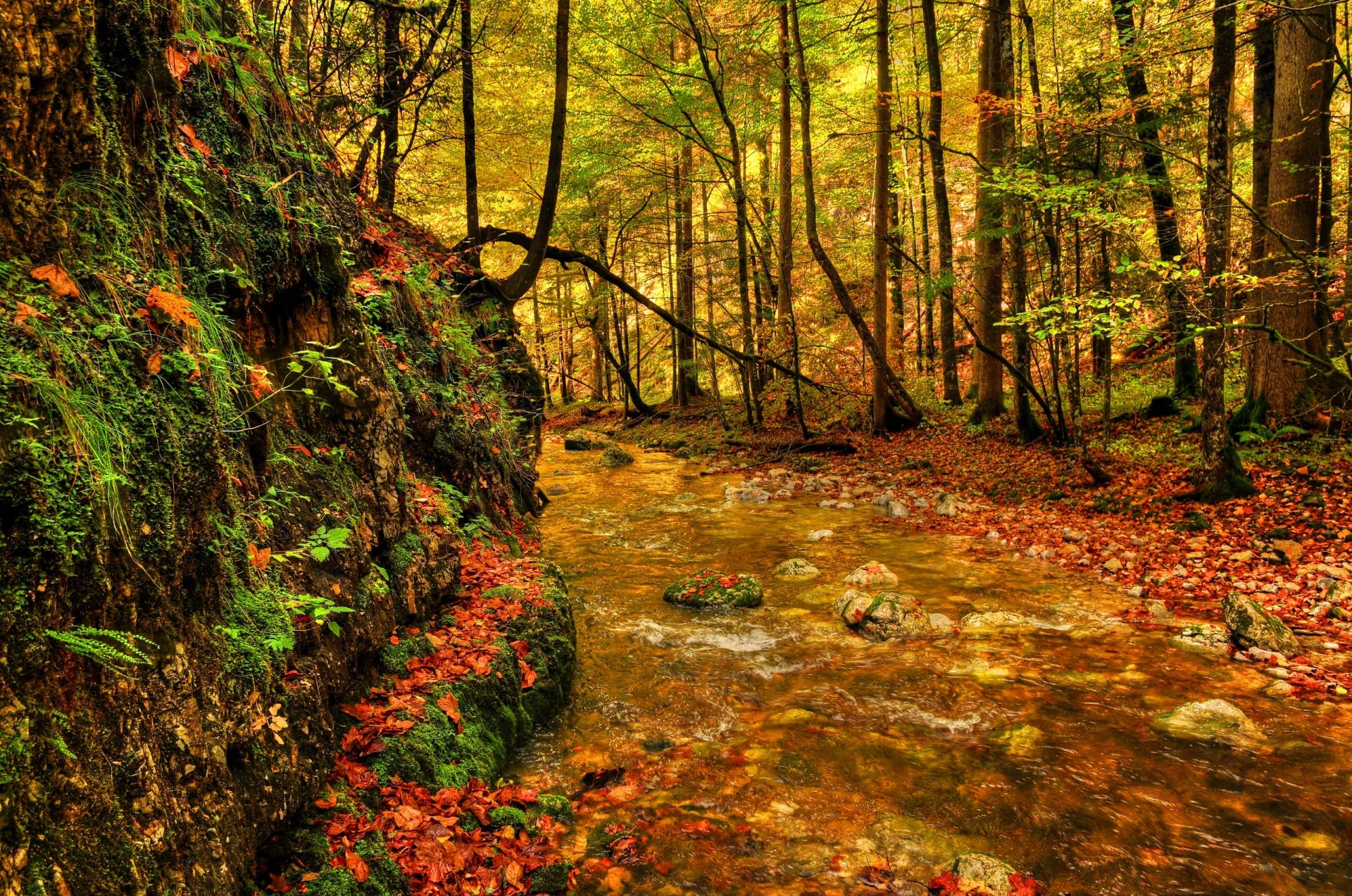 bosque árboles follaje vegetación río piedras