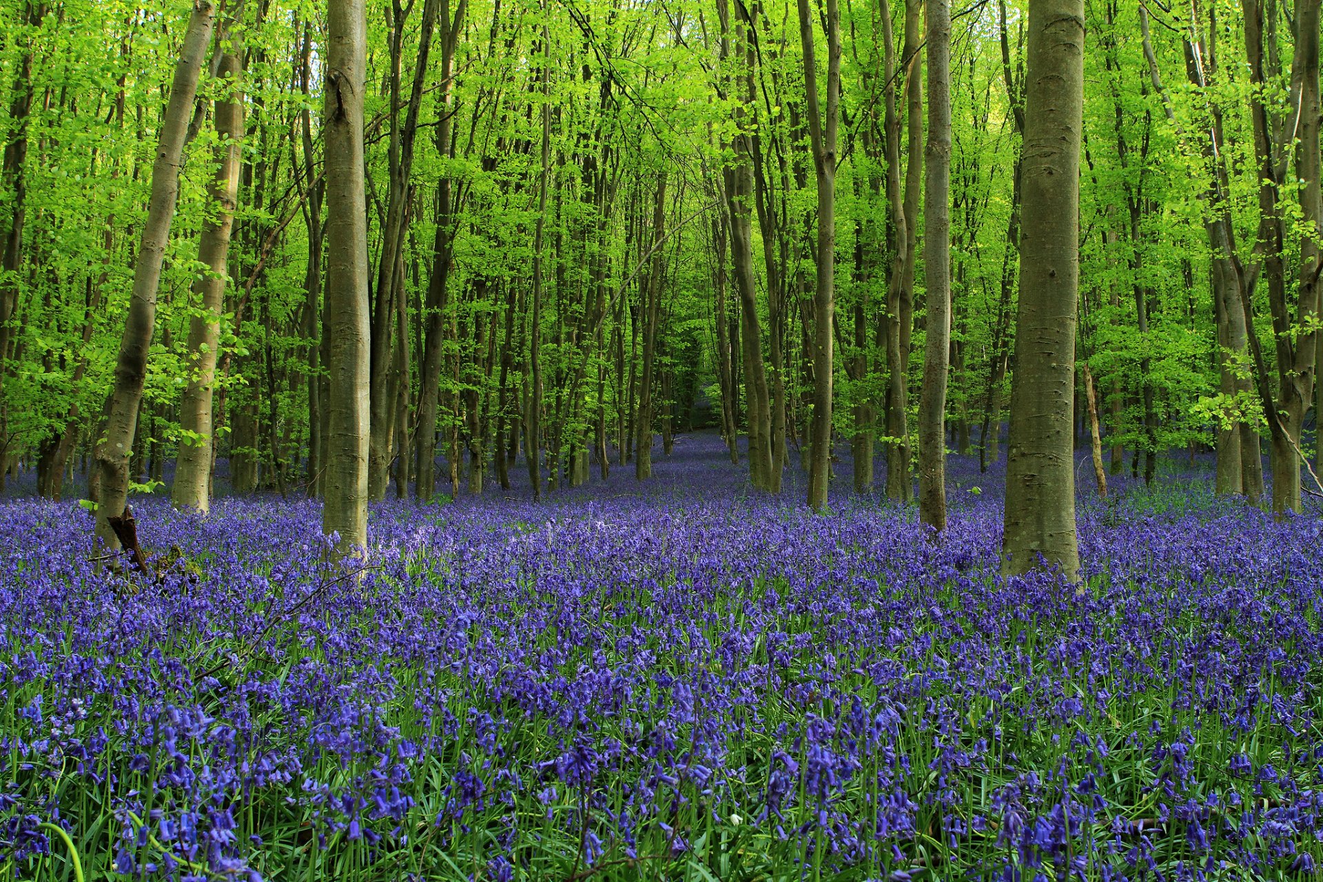 bosque callejón árboles claro campanas flores