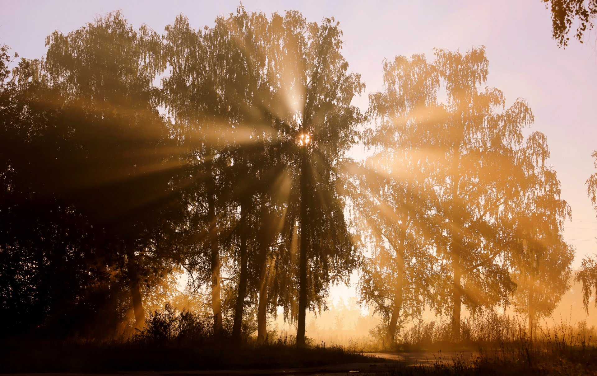 bäume strahlen sonne