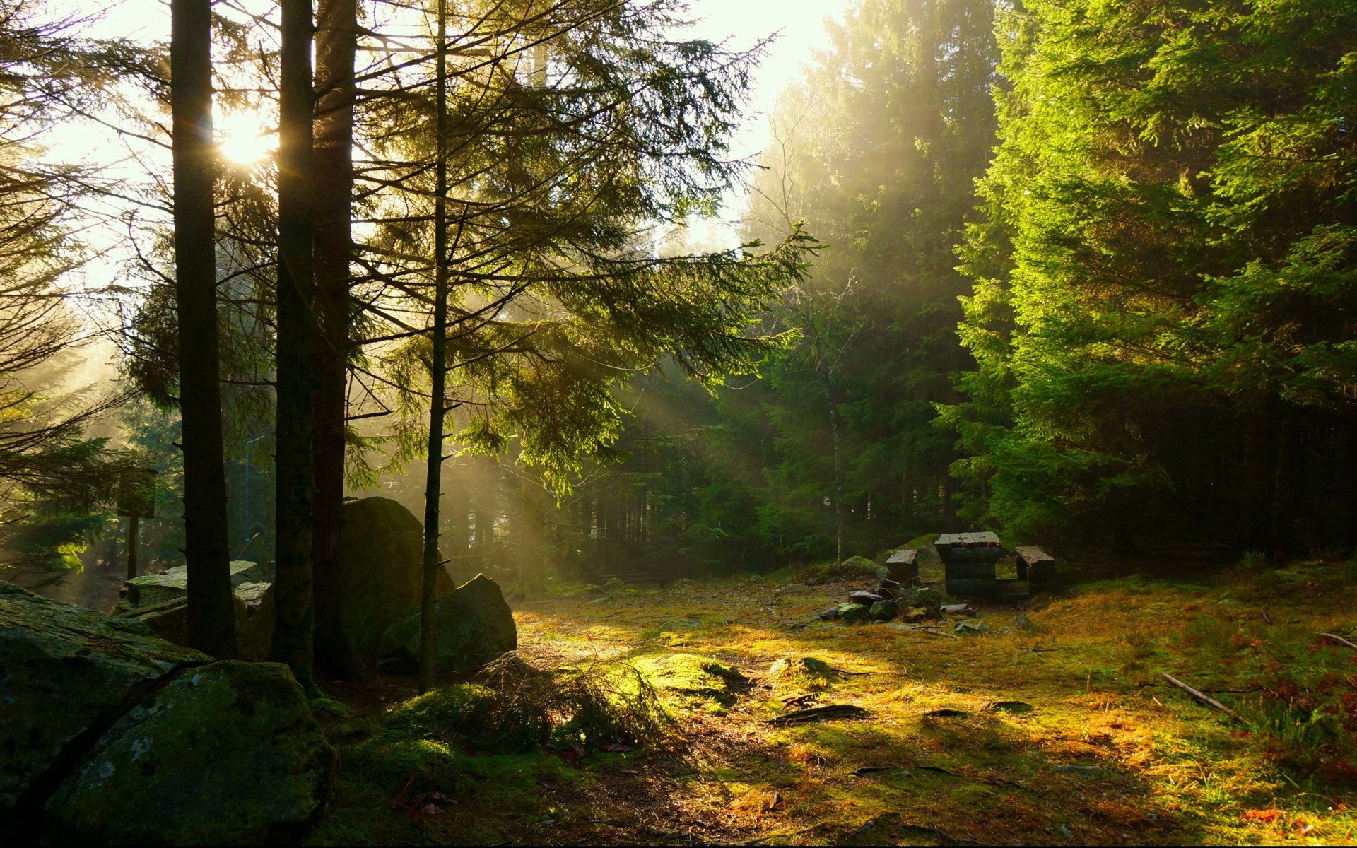 wald bäume strahlen tisch bank erholung picknick sonne sonnenuntergang