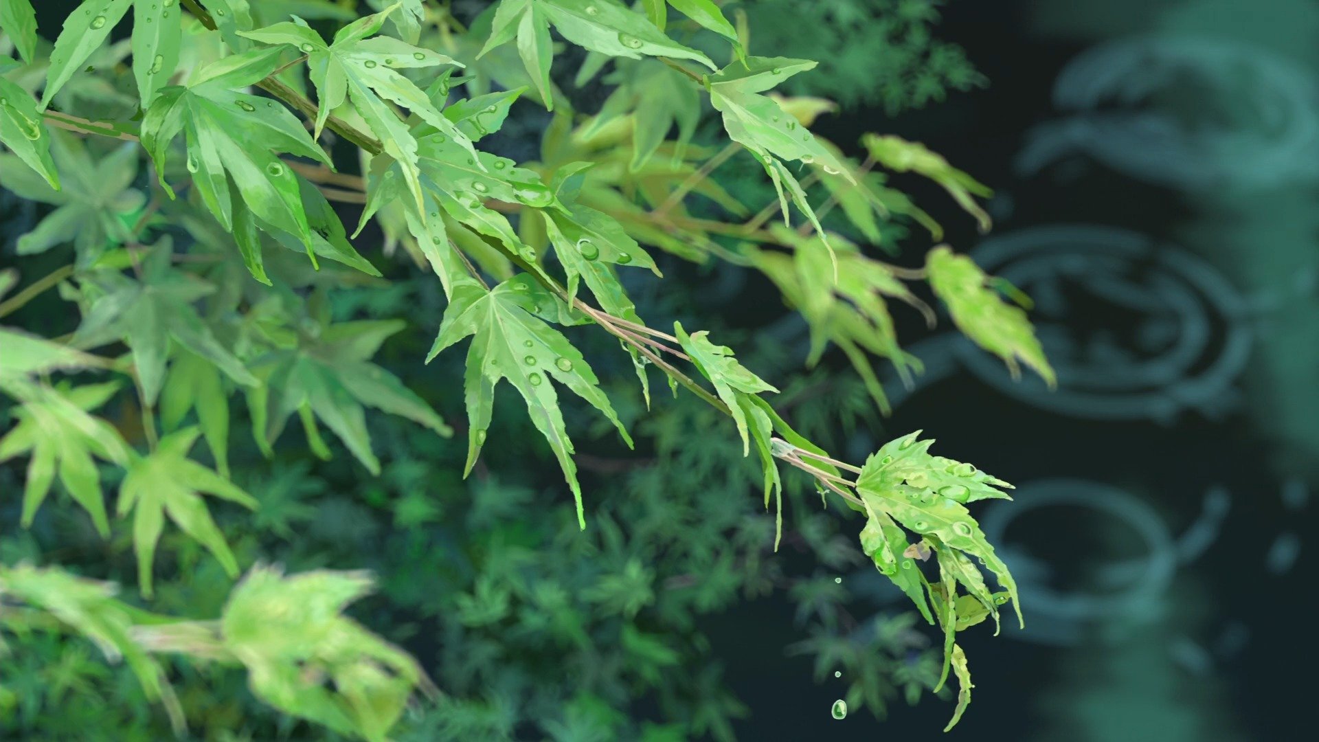 kotonoha kein feld garten der worte makato sinkai blätter