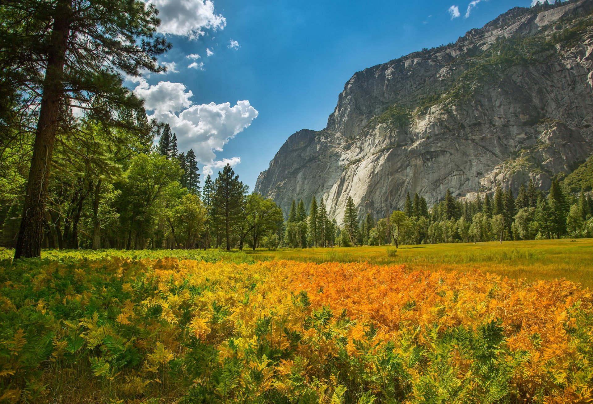 park narodowy yosemite natura góra las rośliny